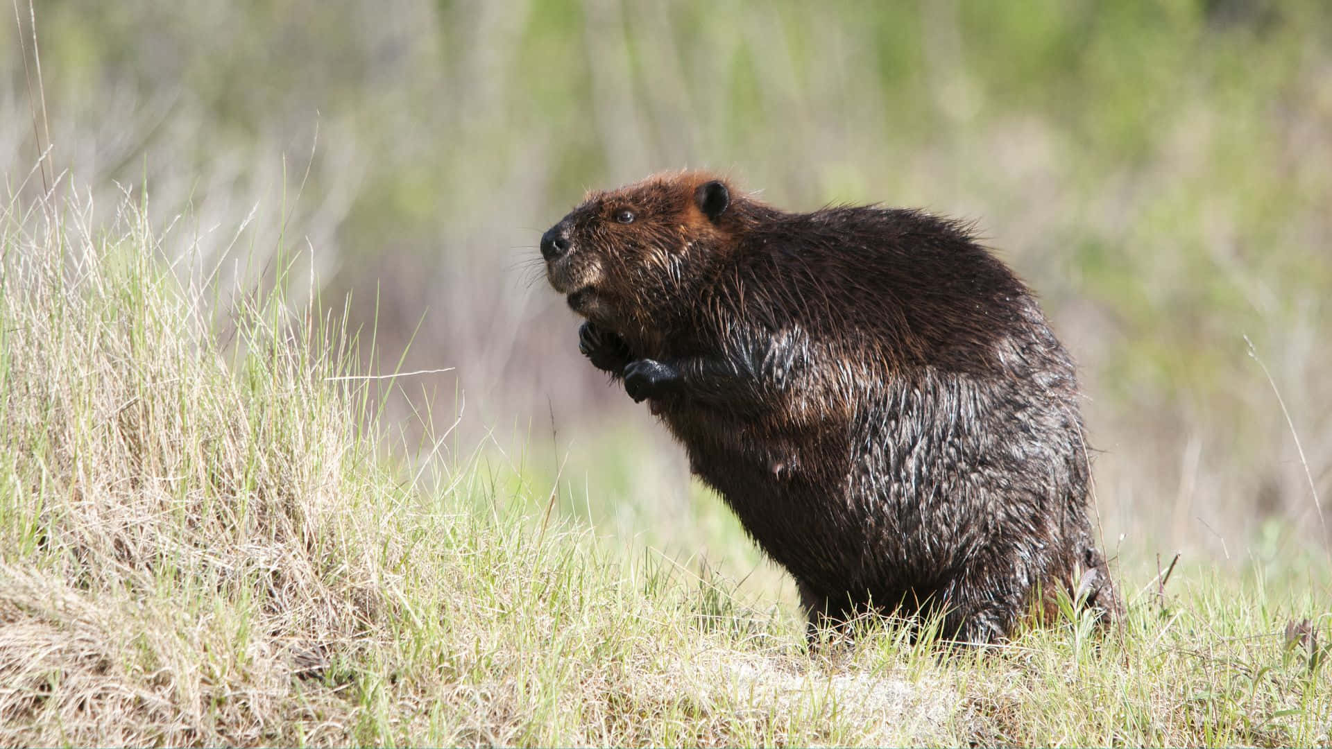 Alert Beaverin Grassy Field