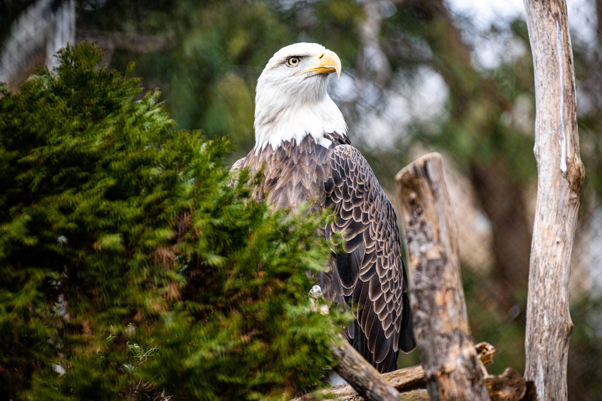 Alert Eagle On Tree Background