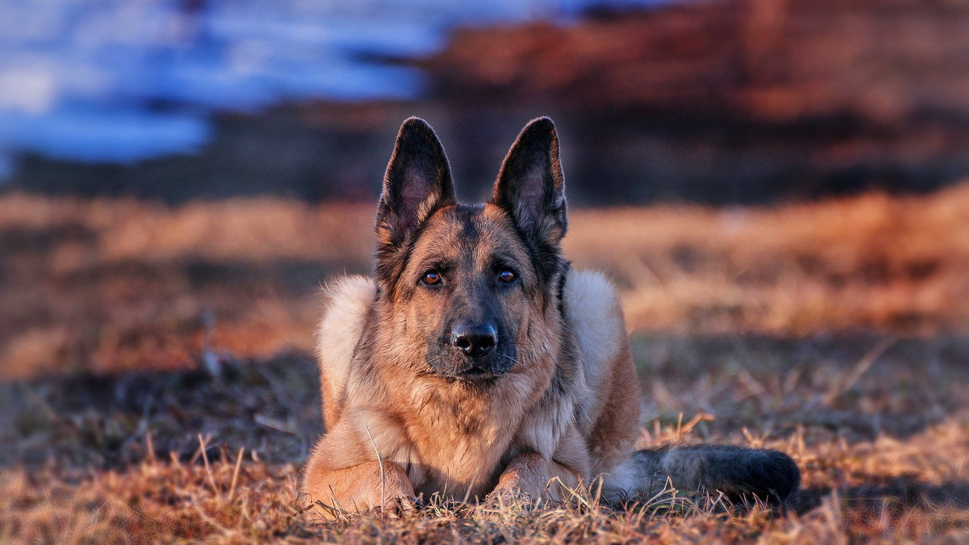 Alert German Shepherd Dog Background