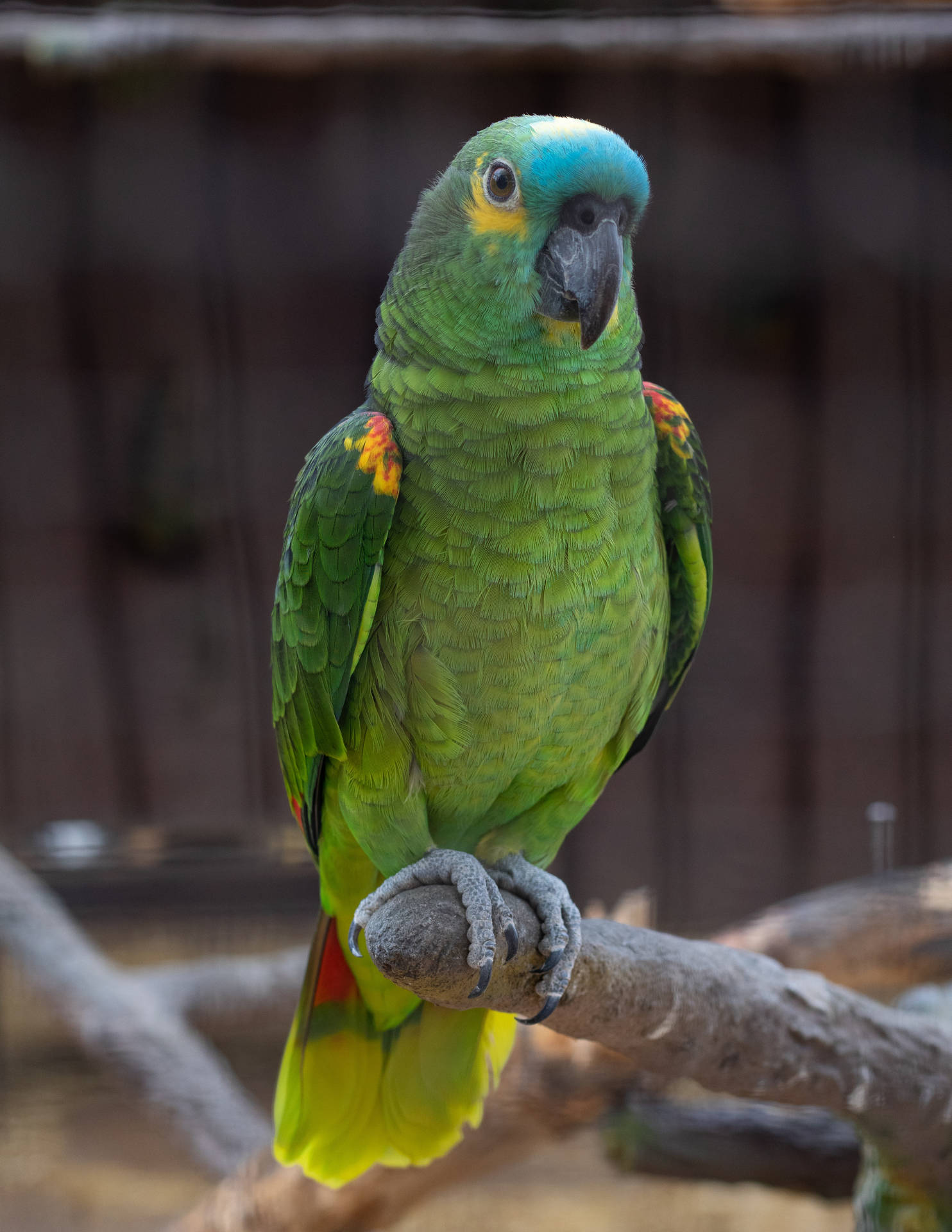 Alert Green Parrot Hd