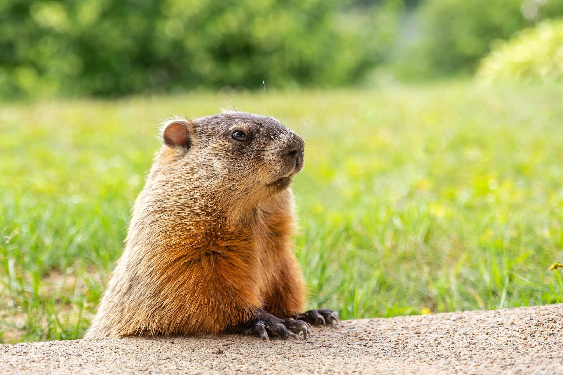 Alert Groundhog On Watch.jpg Background