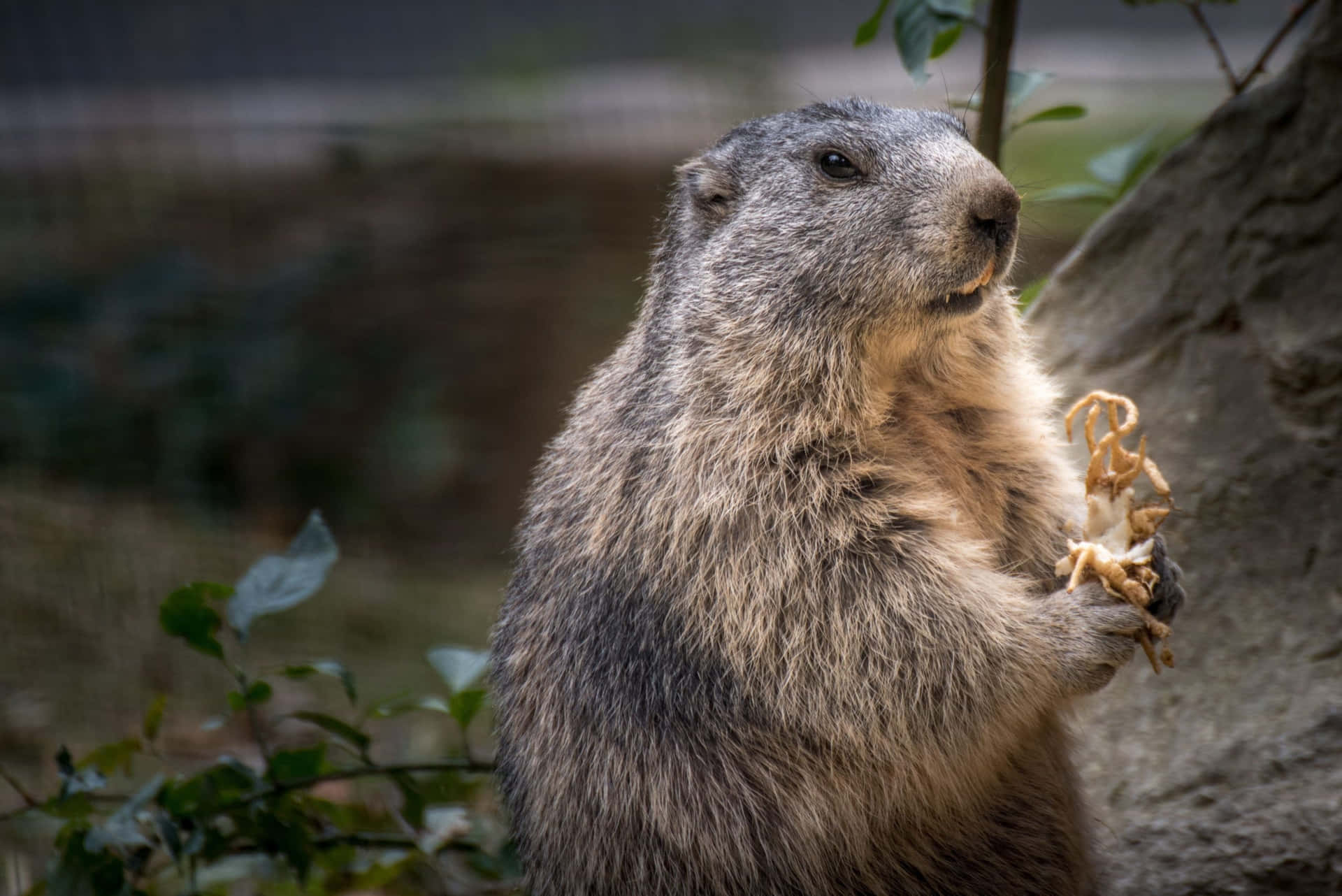 Alert Groundhog Standing Background