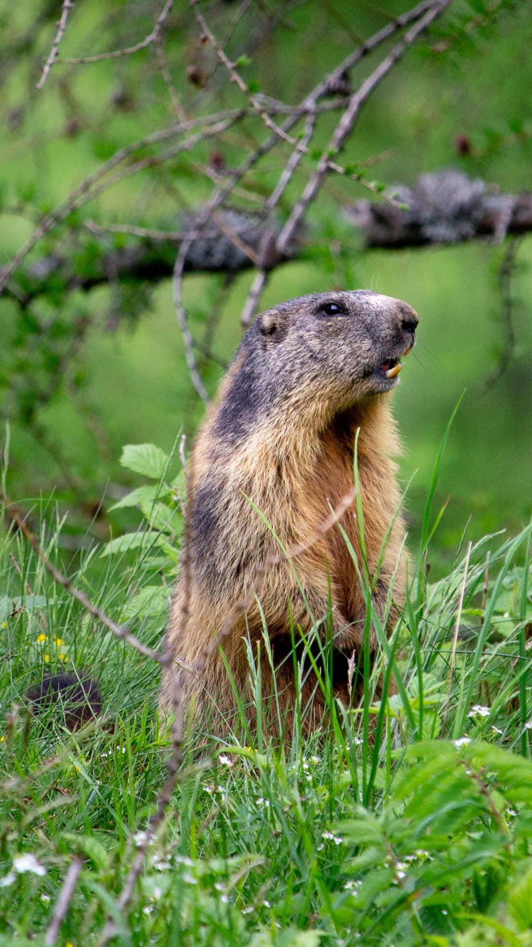 Alert Groundhogin Grassy Field.jpg