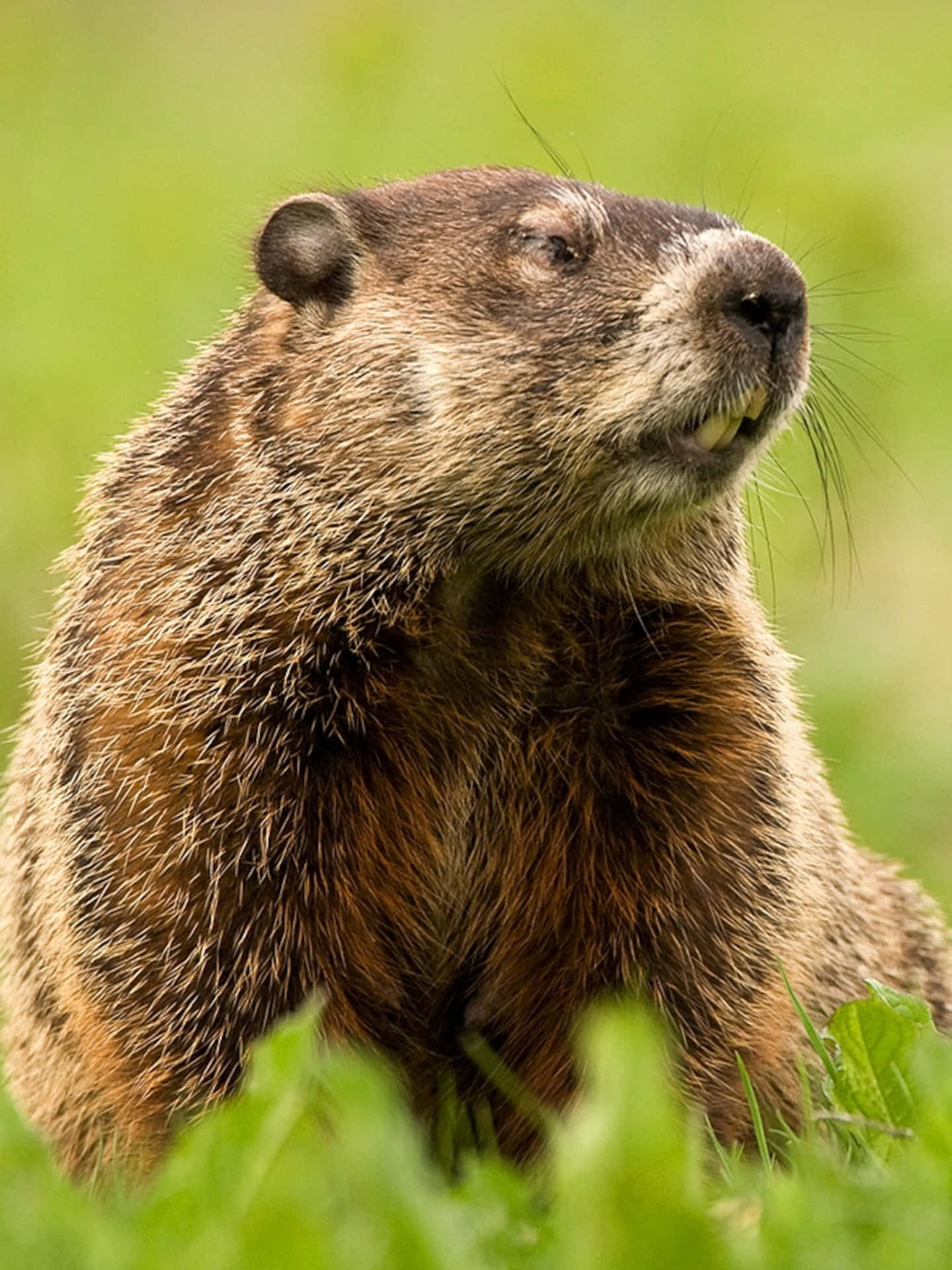 Alert Groundhogin Green Field.jpg Background