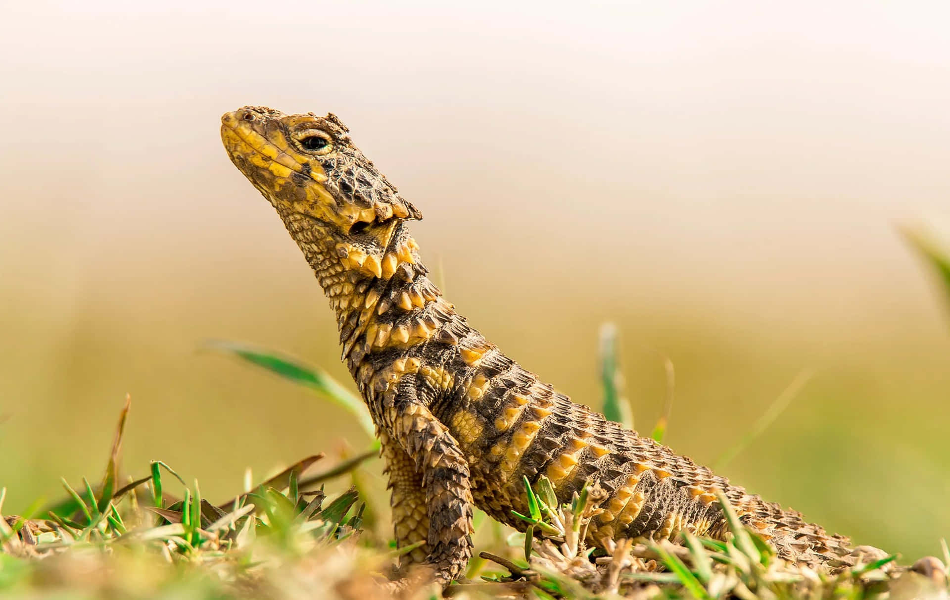 Alert Lizardin Grass Background