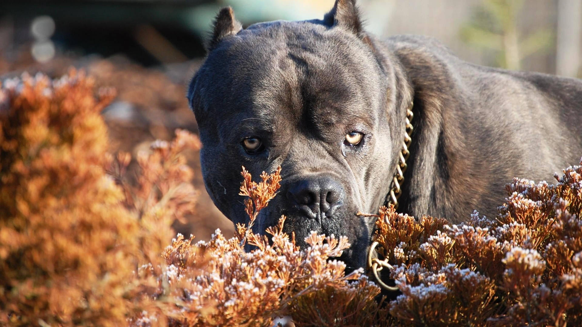 Alert-looking Cane Corso Background