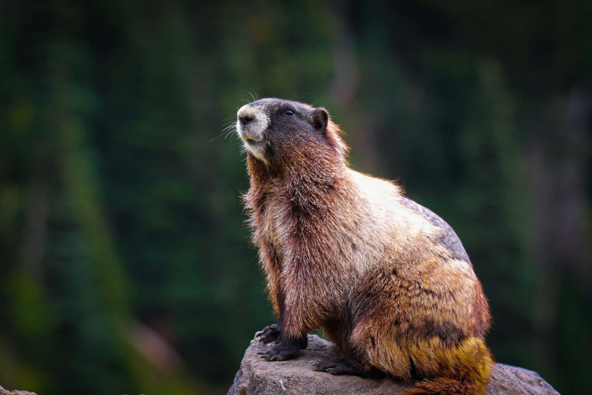 Alert Marmoton Rock Background