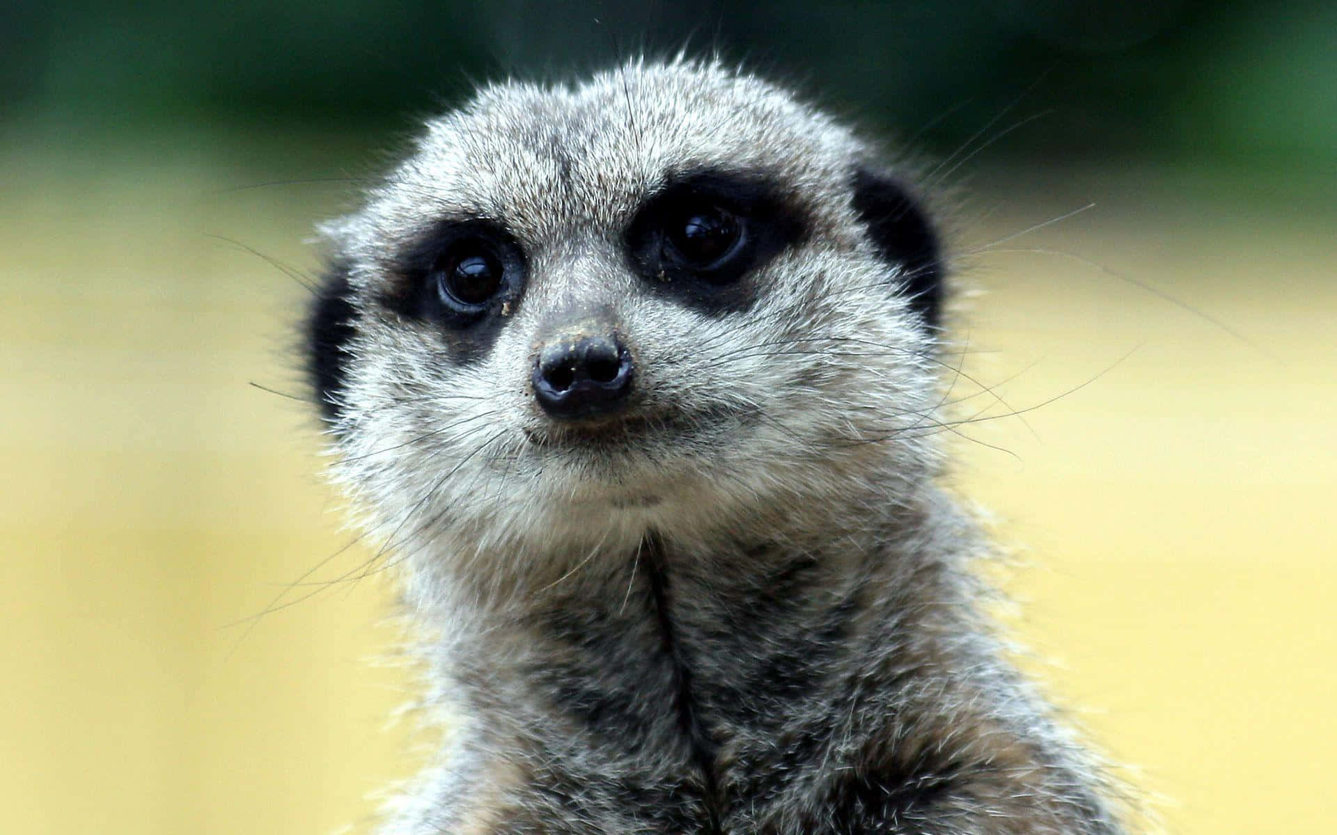 Alert Meerkat Close Up Background