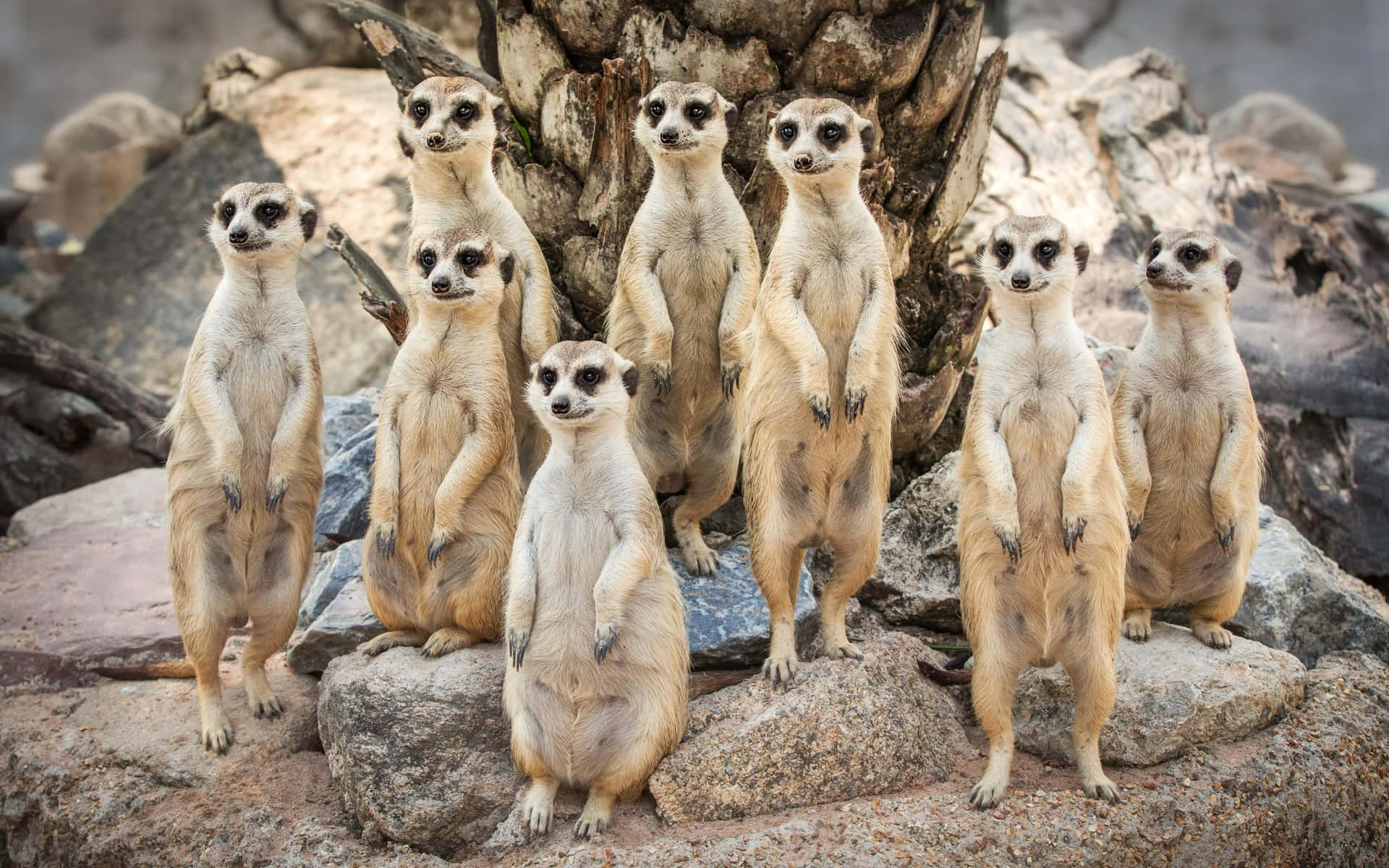 Alert Meerkat Gathering.jpg Background