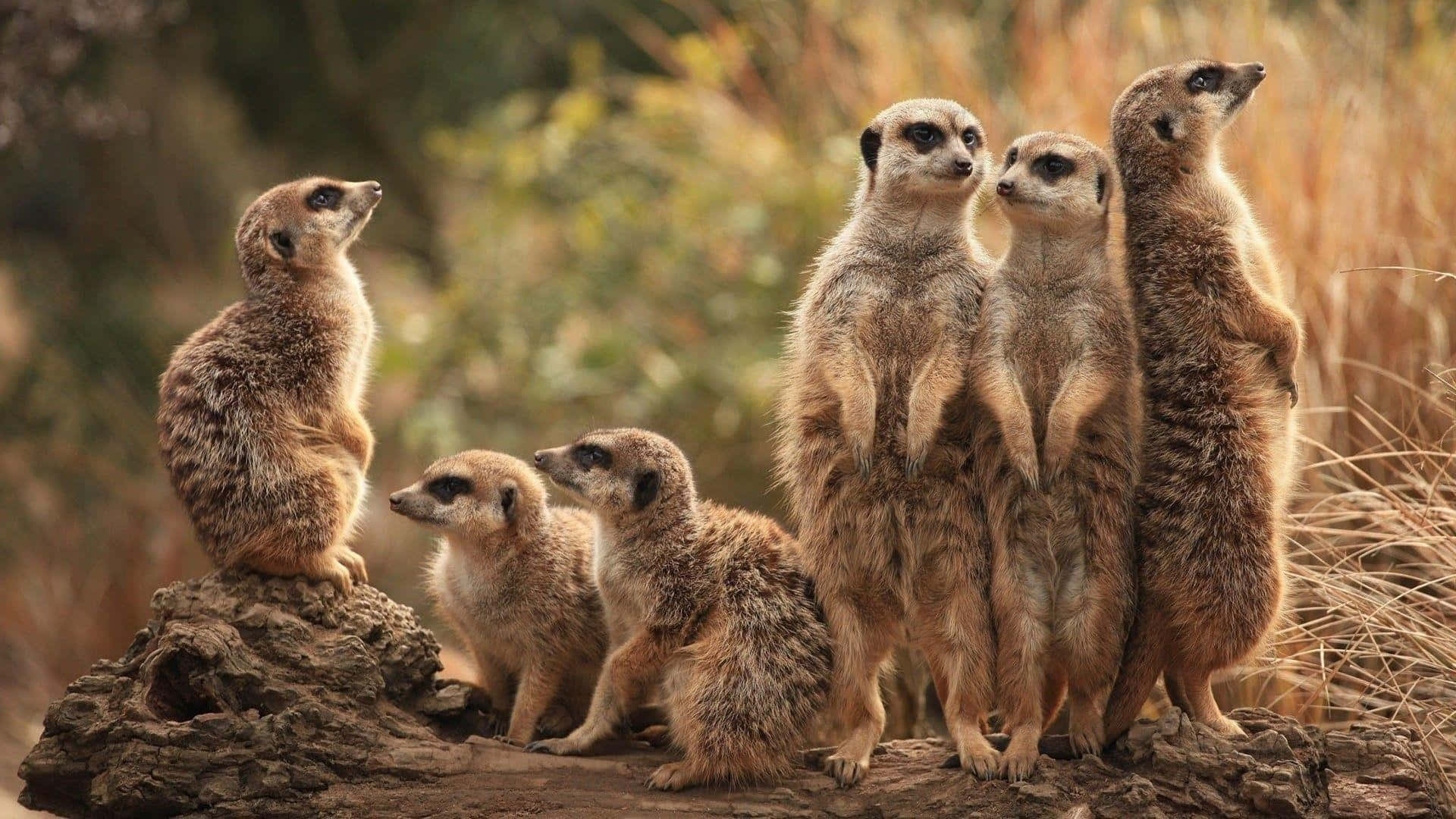 Alert Meerkat Gathering.jpg