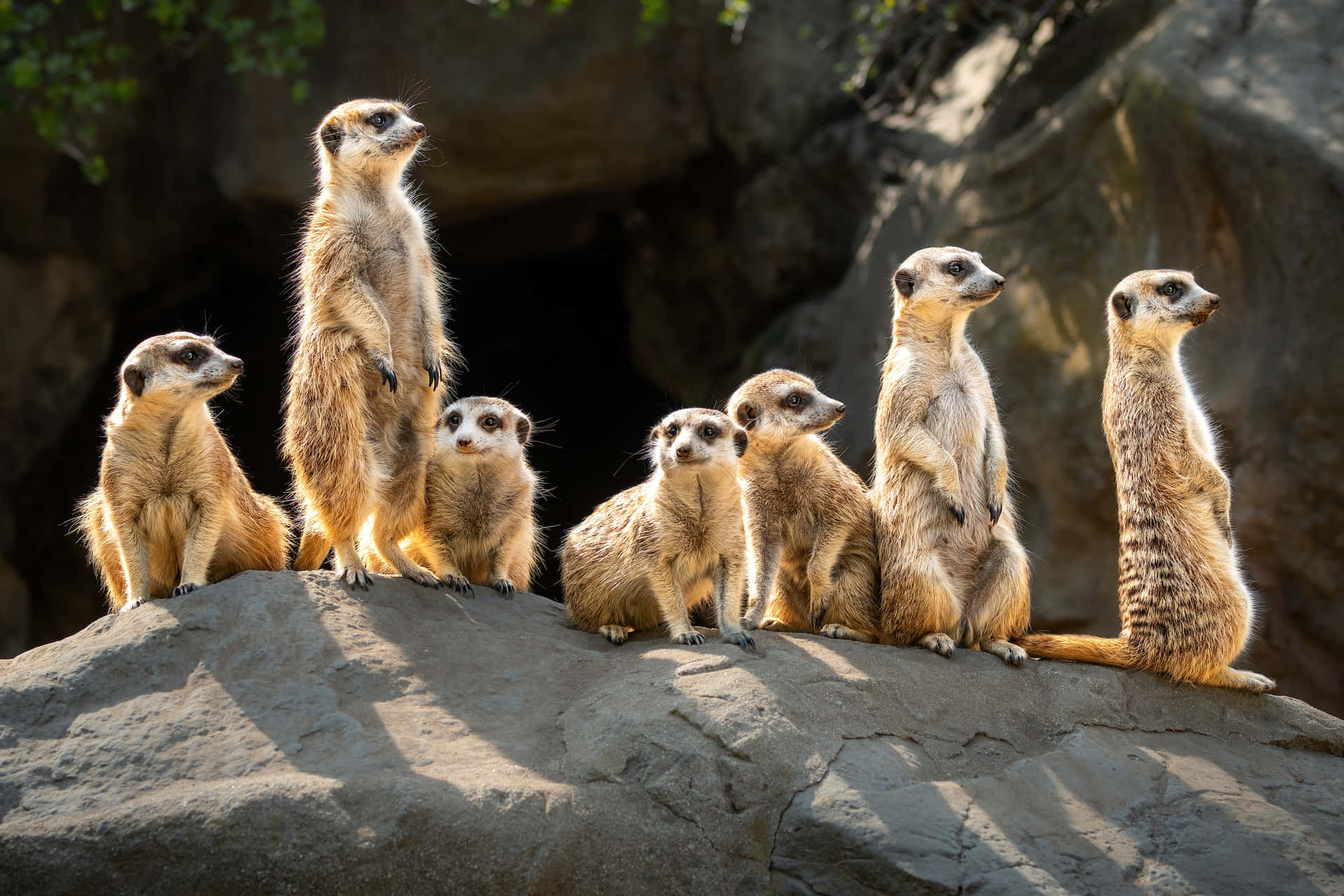 Alert Meerkat Gathering Sunlight Rock Background