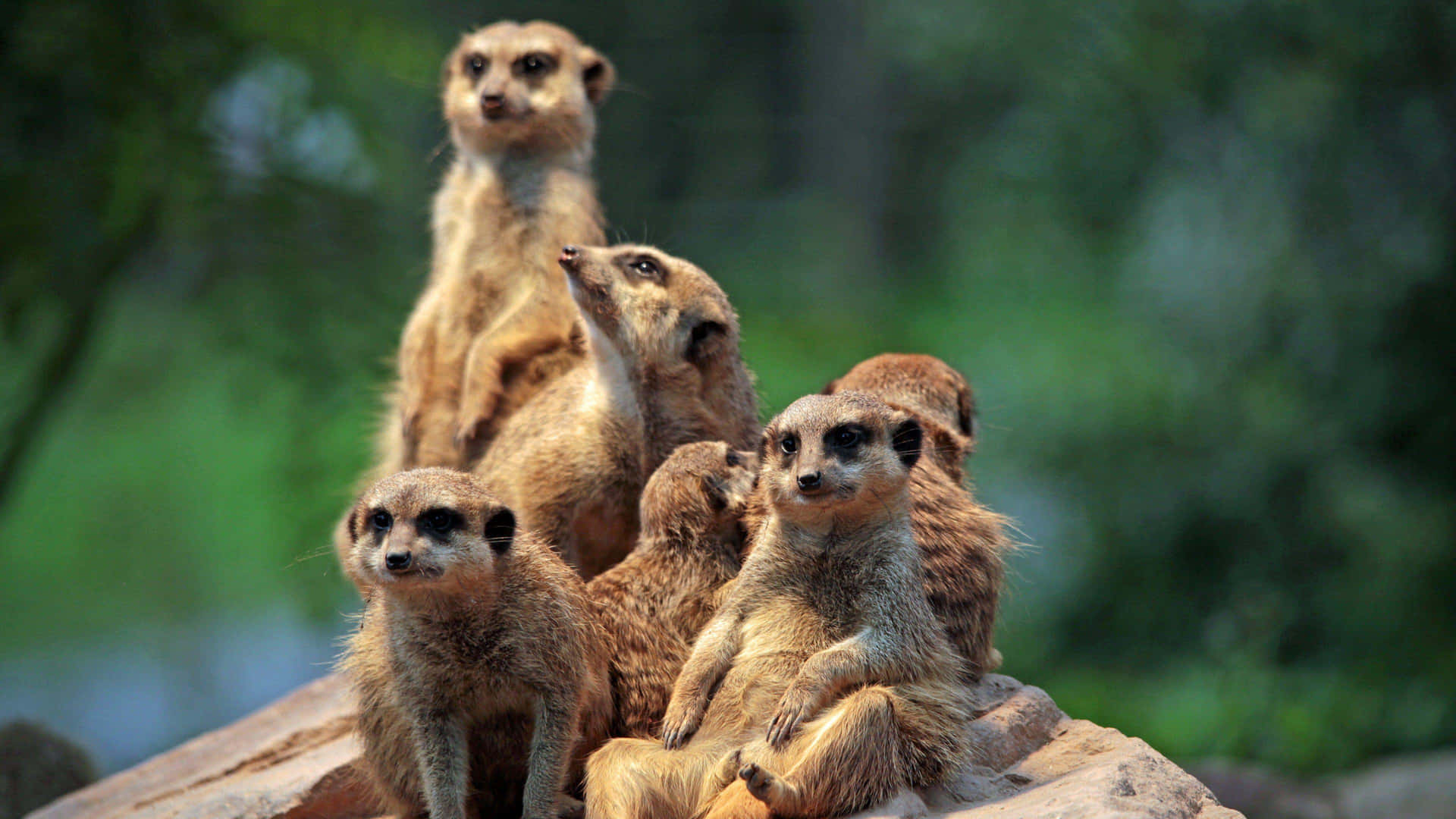 Alert Meerkat Group On Lookout.jpg Background