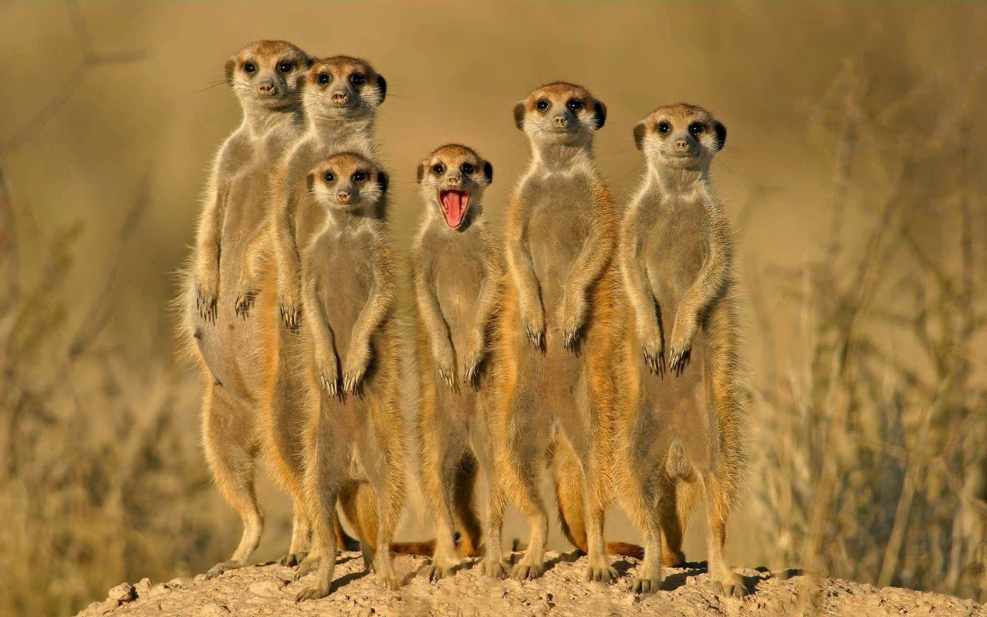 Alert Meerkat Group Standing Background