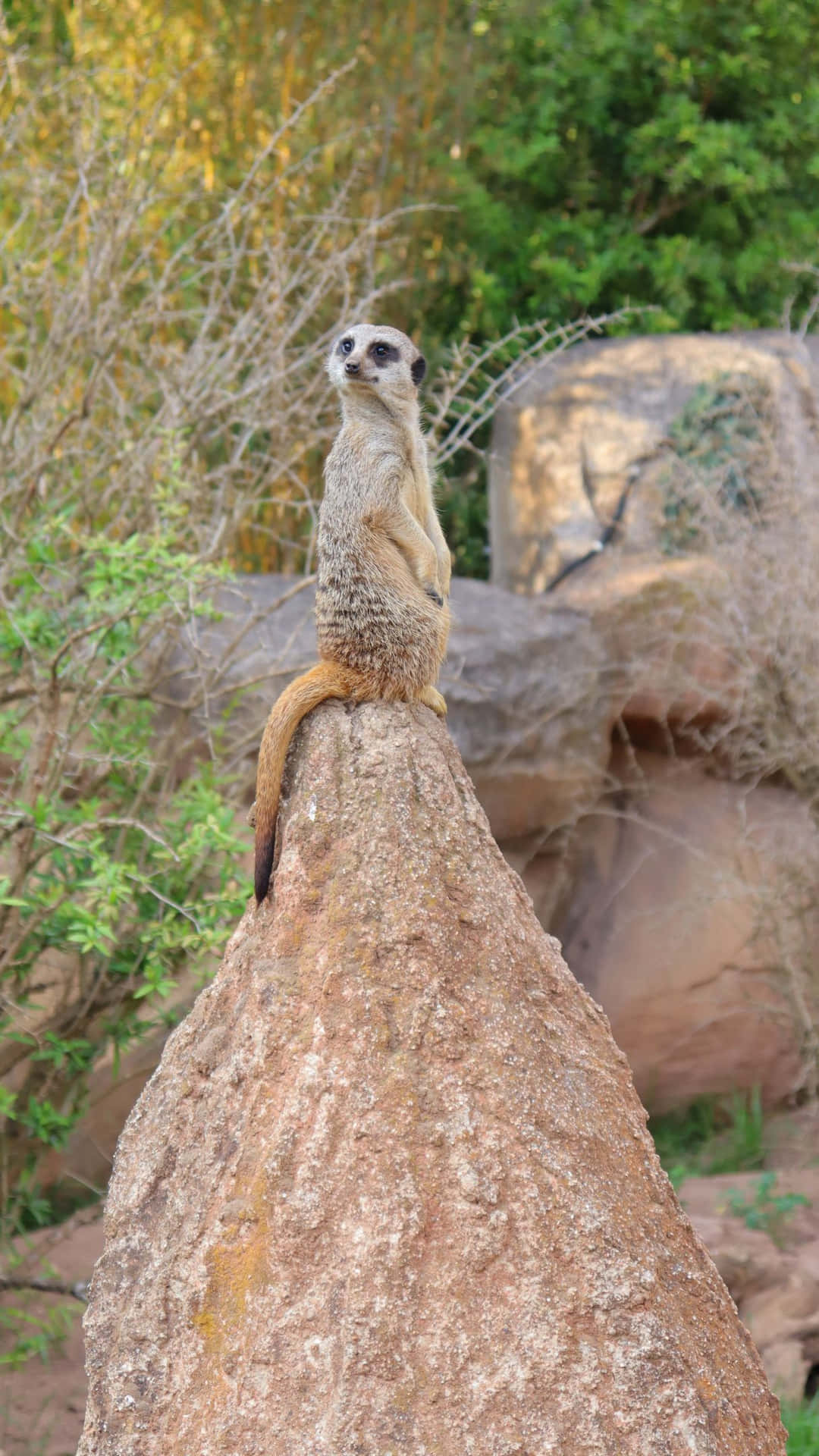 Alert Meerkat On Lookout.jpg Background