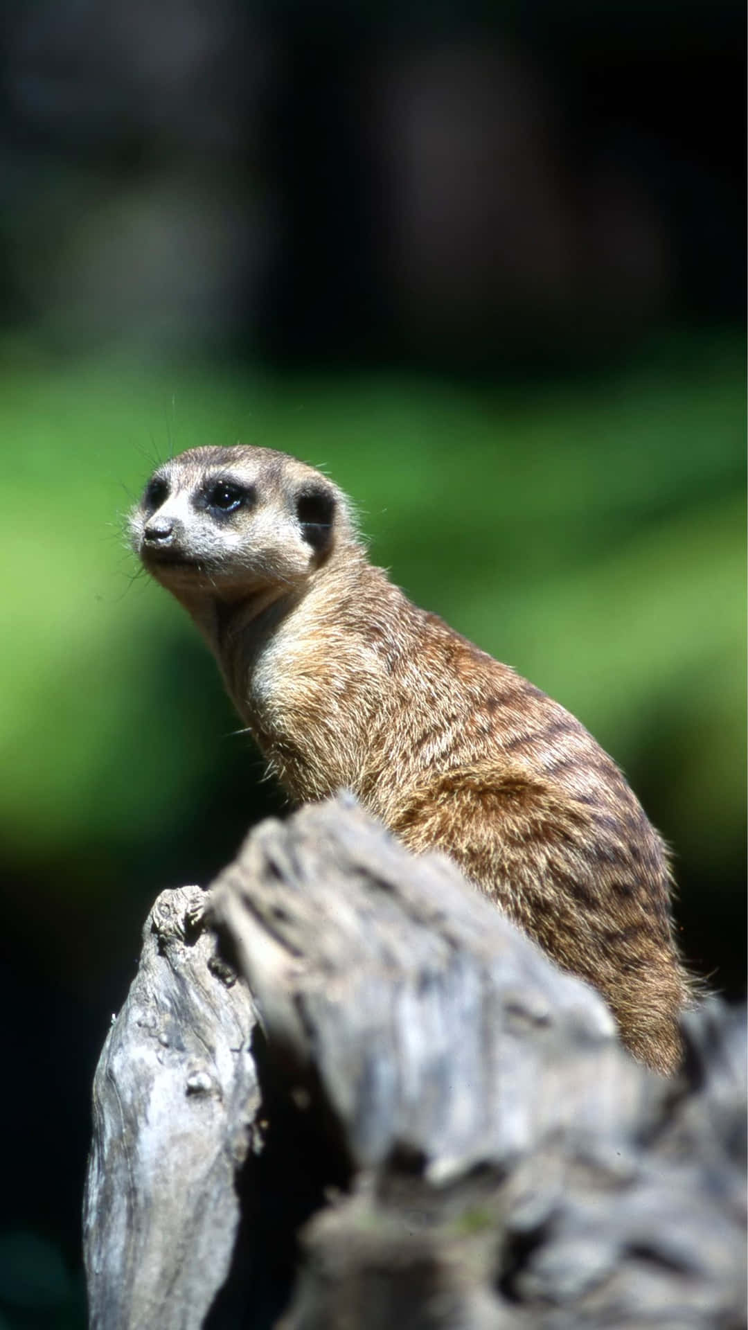 Alert Meerkat On Lookout.jpg Background