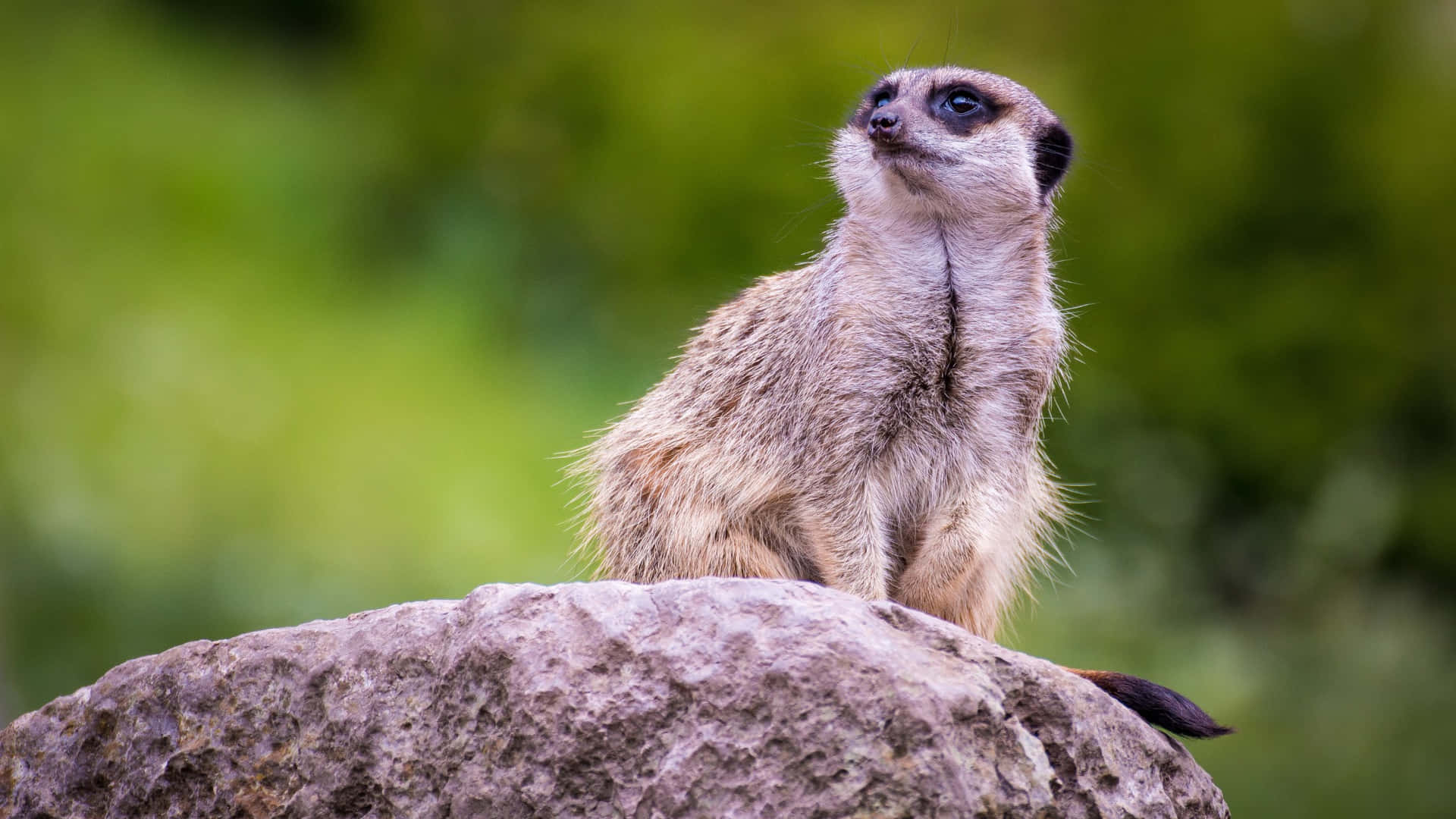 Alert Meerkat On Lookout.jpg Background