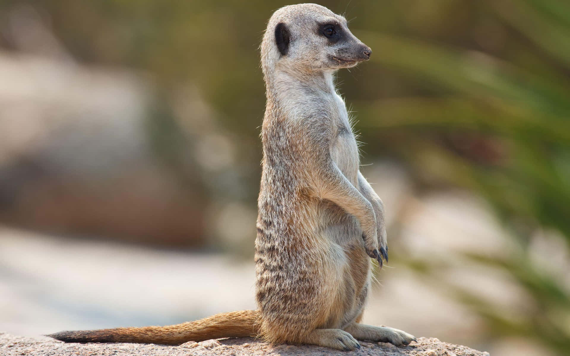 Alert Meerkat On Lookout.jpg Background