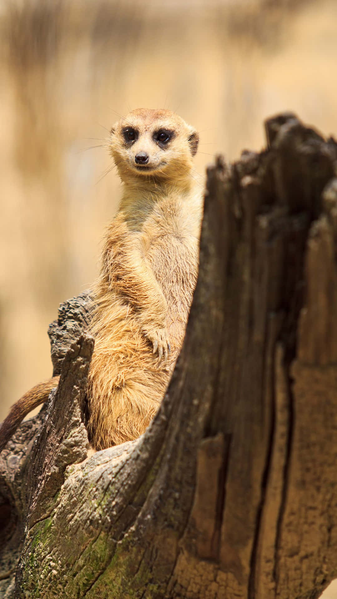 Alert Meerkat On Lookout.jpg Background