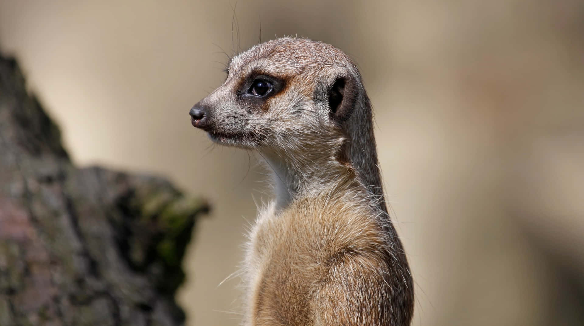 Alert Meerkat On Lookout.jpg Background