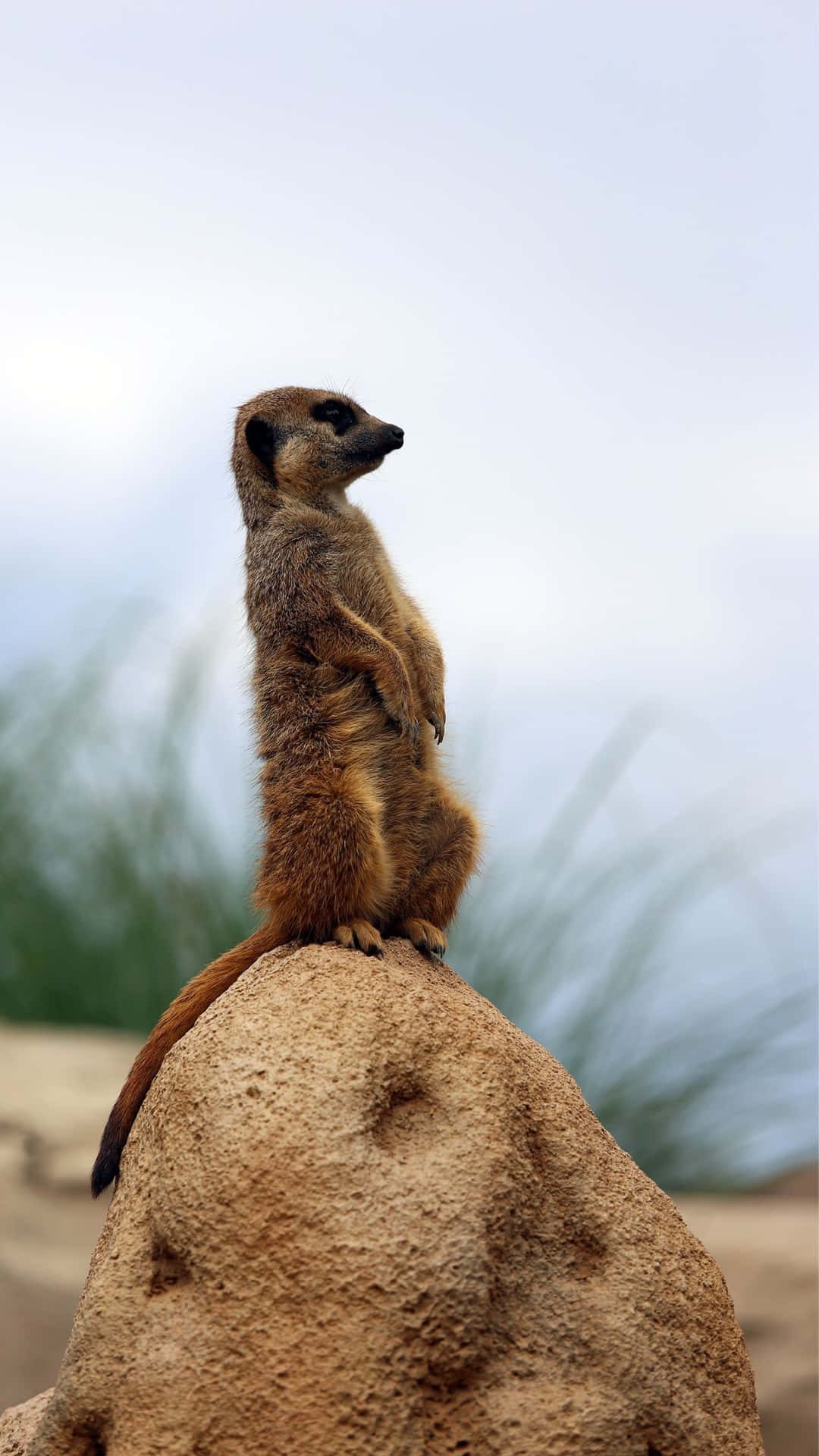 Alert Meerkat On Lookout Background