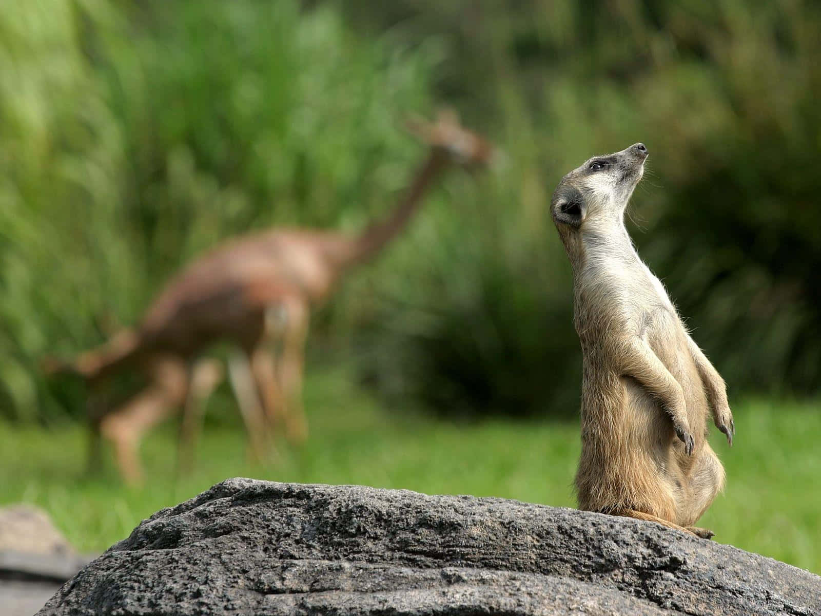 Alert Meerkat On Lookout With Gazelle Background.jpg Background