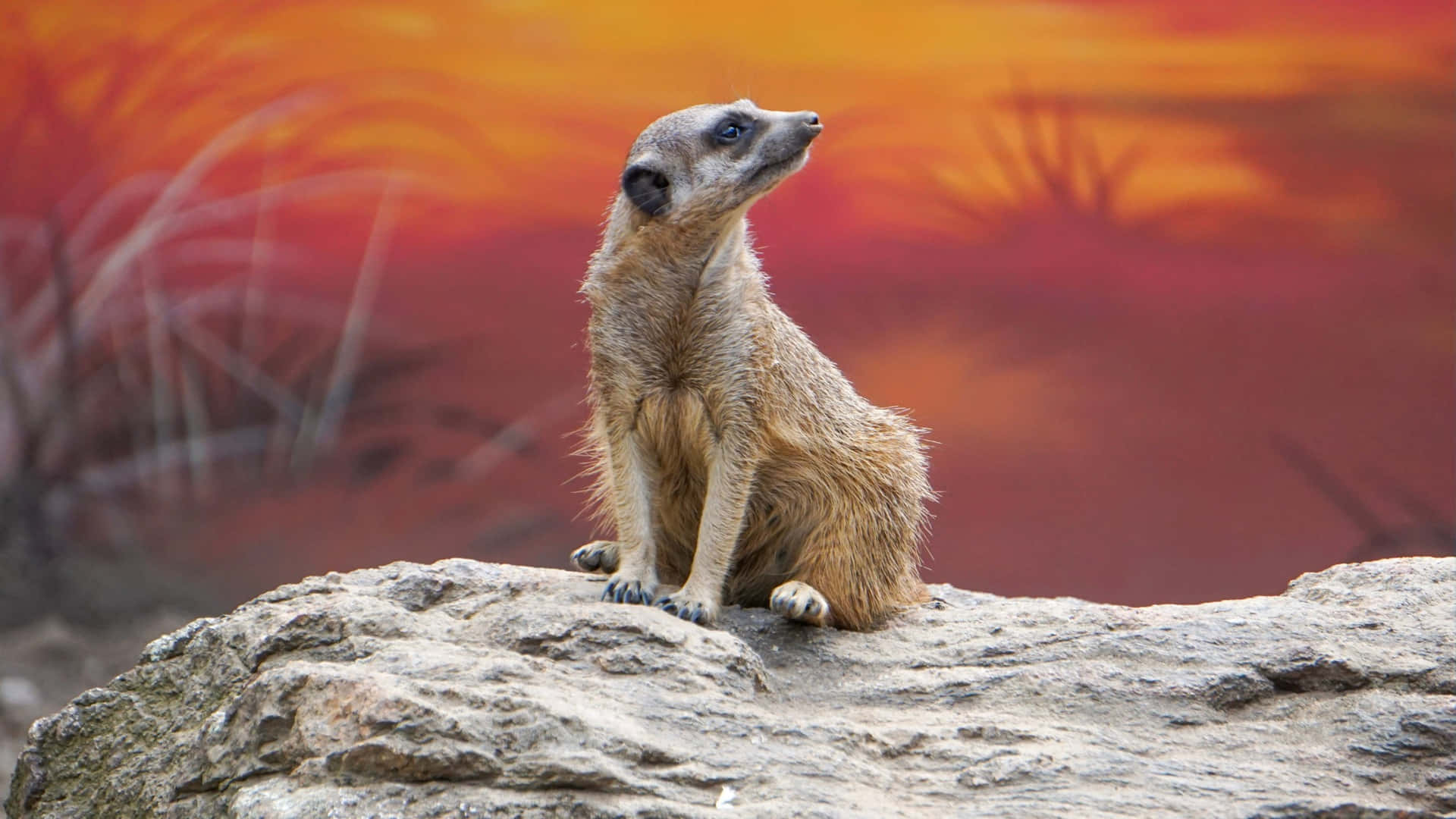 Alert Meerkat On Watch During Sunset Background