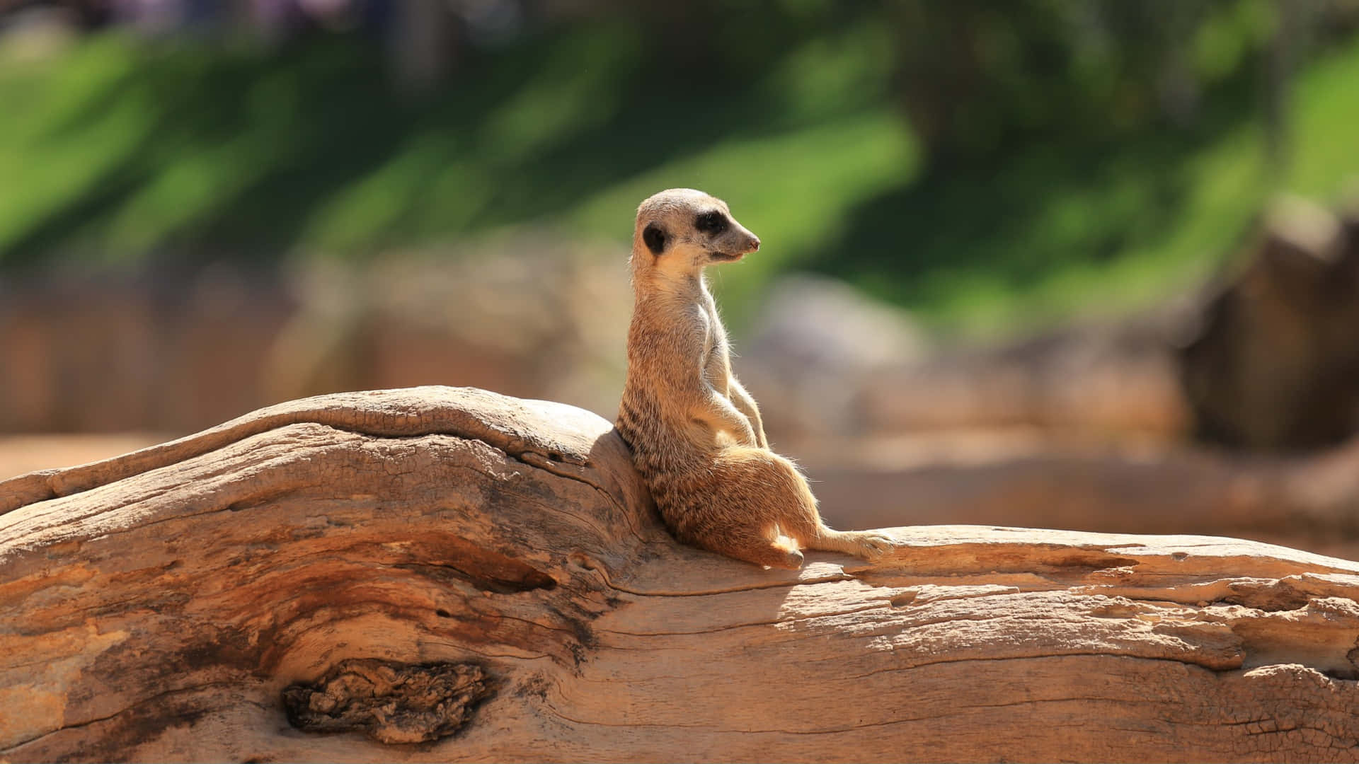 Alert Meerkat On Watch.jpg