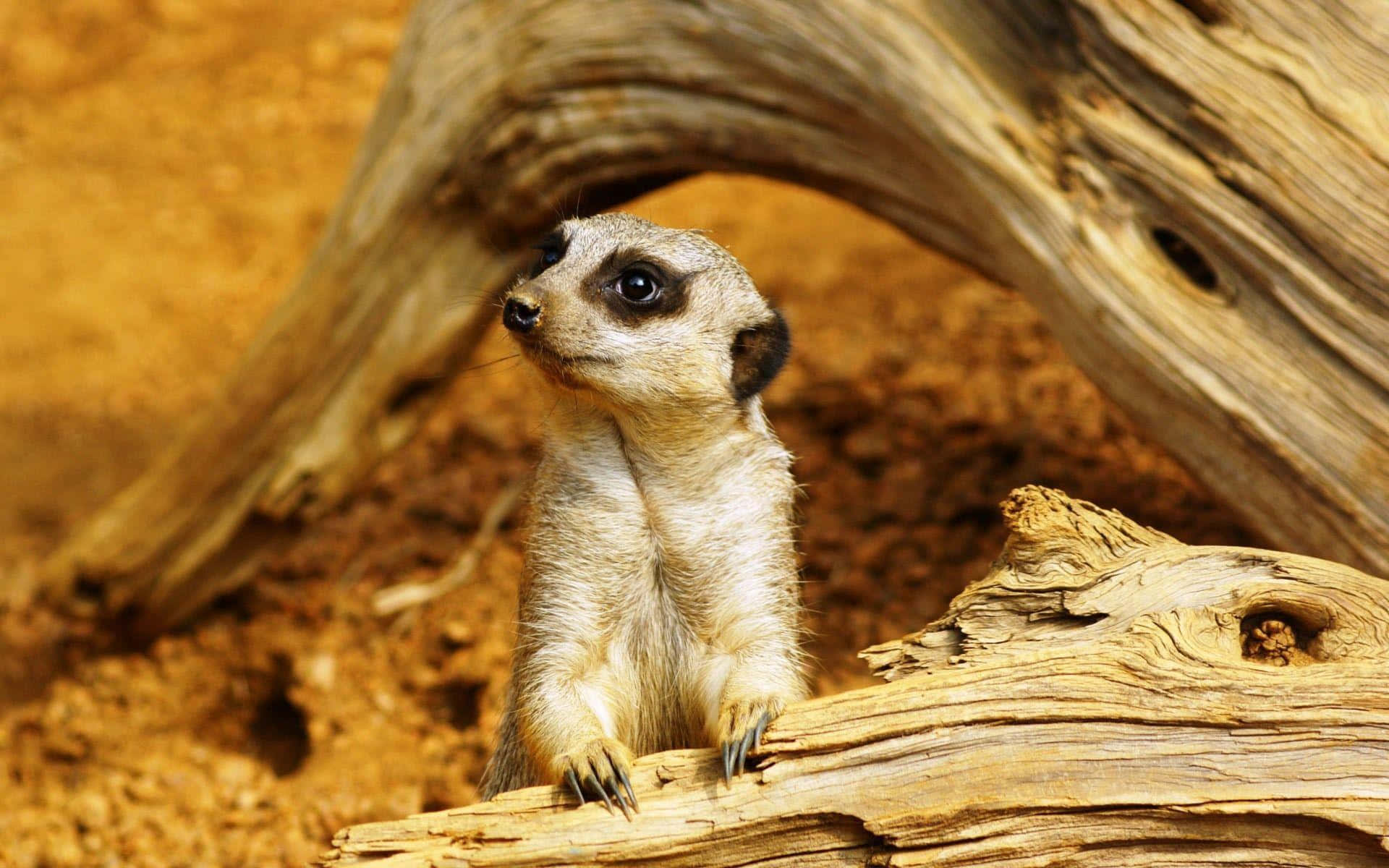 Alert Meerkat On Watch.jpg Background