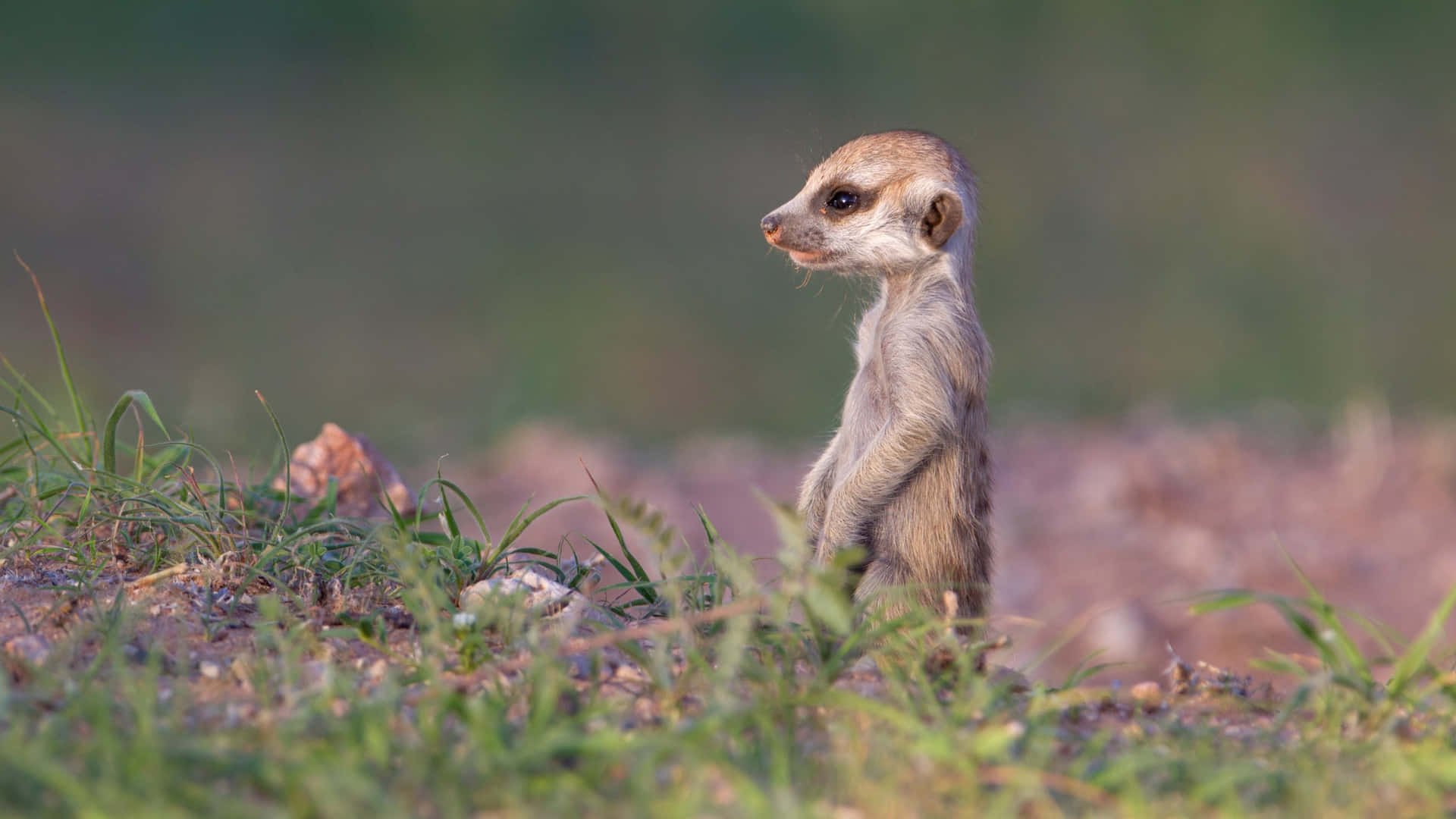 Alert Meerkat On Watch.jpg