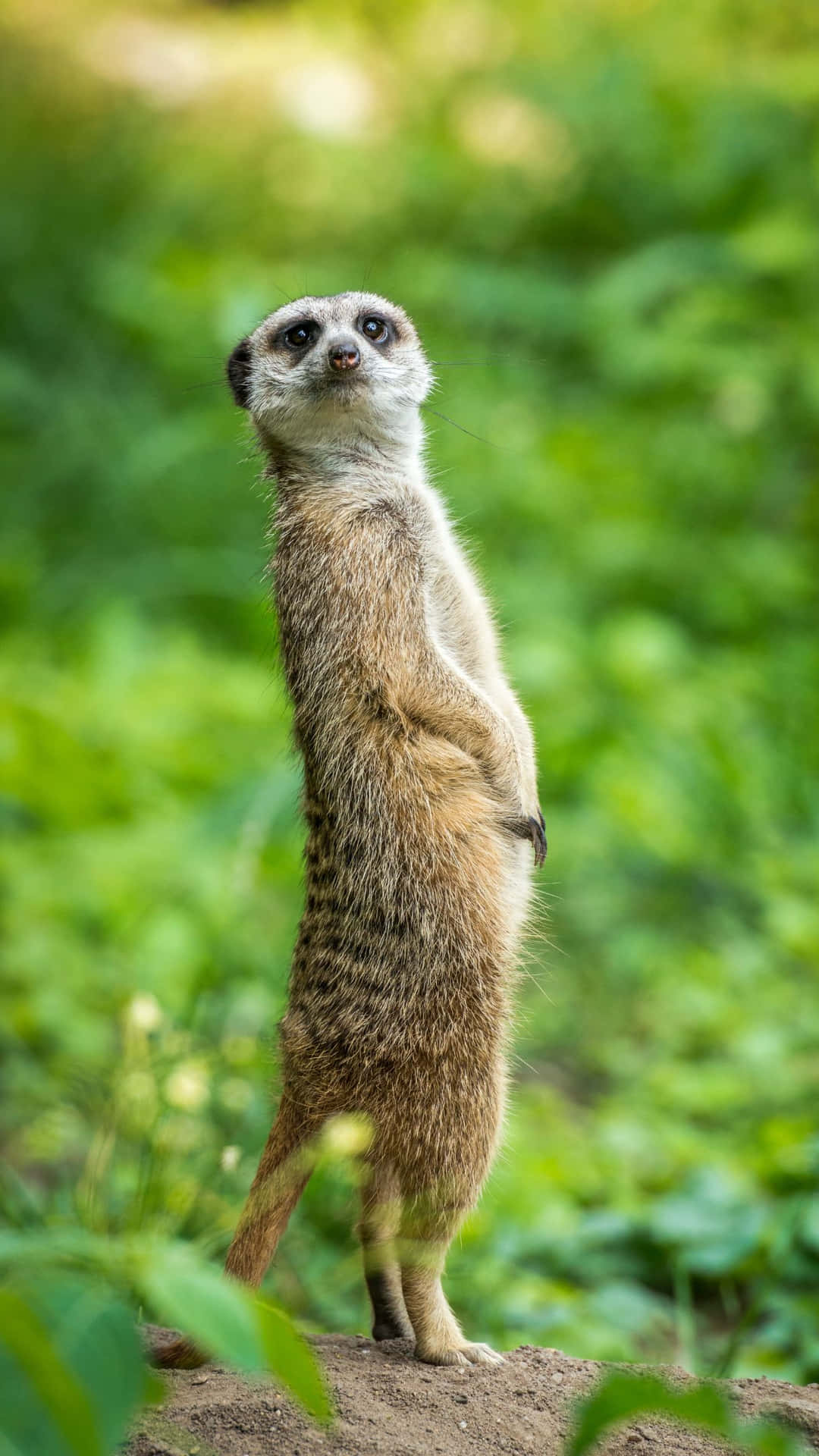 Alert Meerkat Standing Green Background.jpg