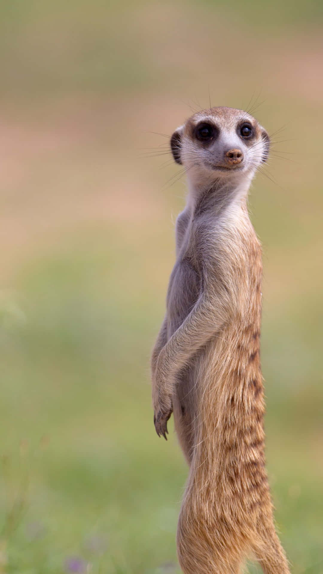 Alert Meerkat Standing Watch