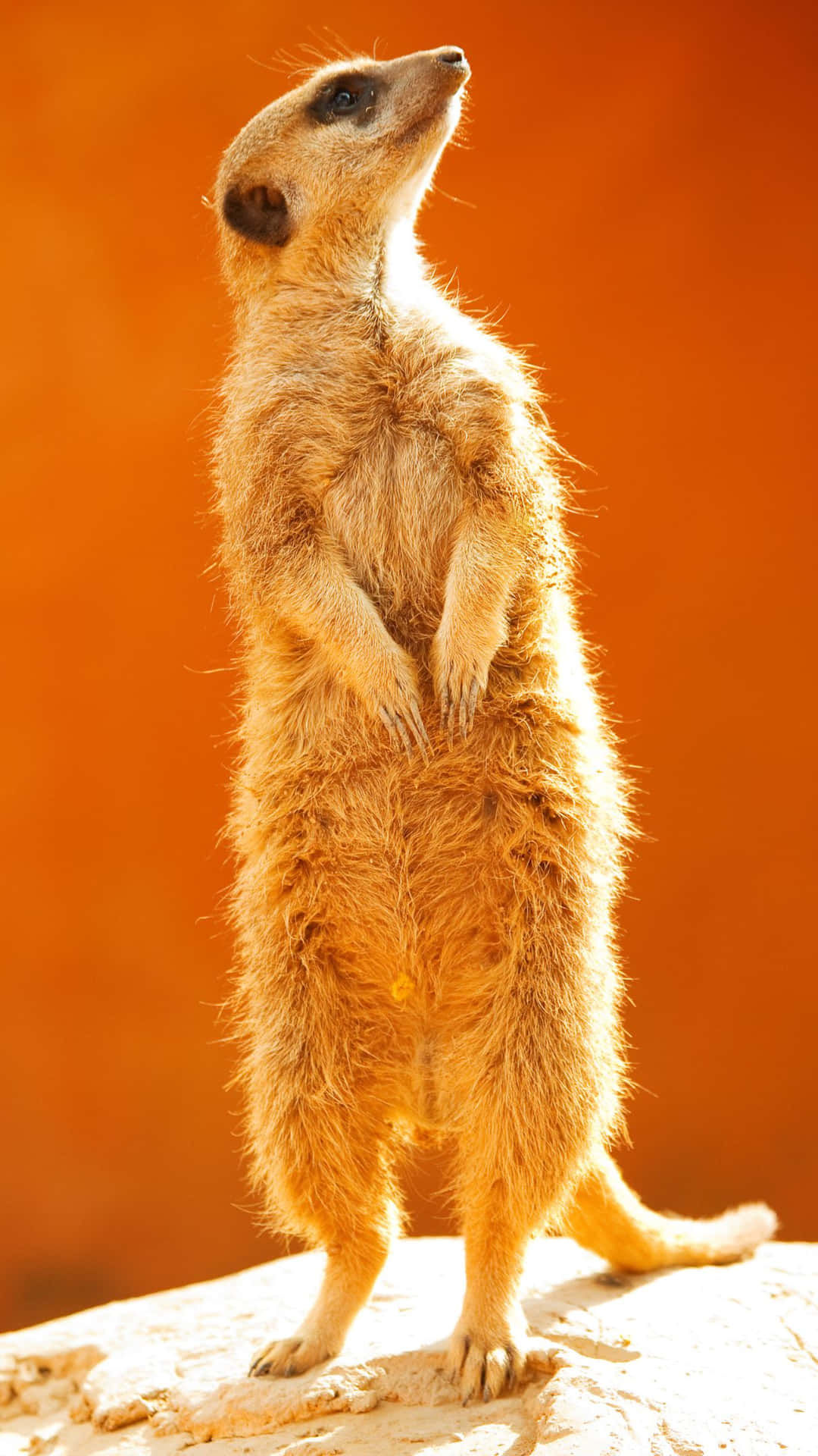 Alert Meerkat Standing Watch Background