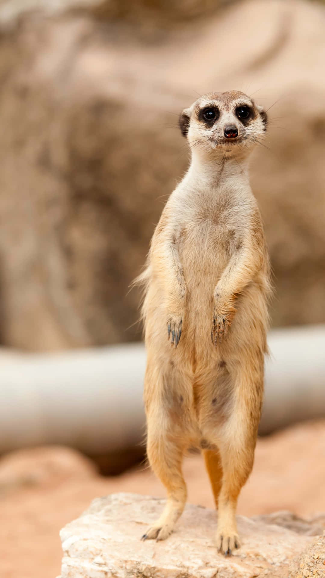 Alert Meerkat Standing Watch