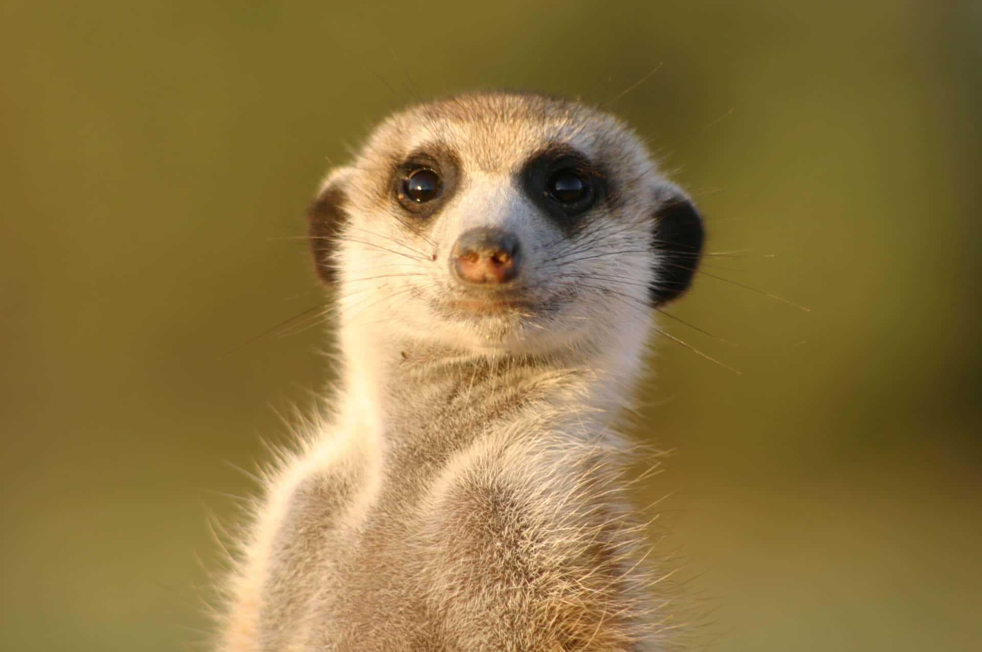 Alert Meerkat Watchful Eyes Background