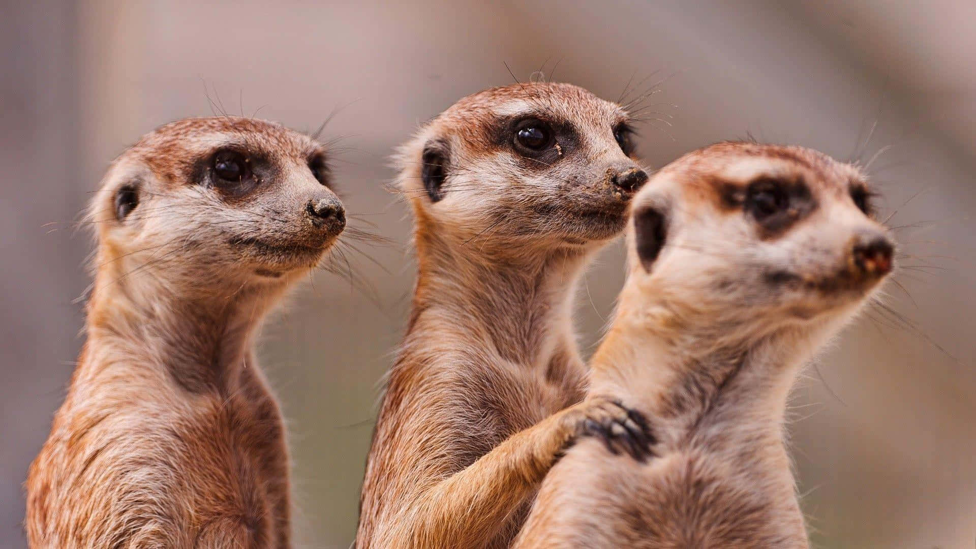 Alert Meerkats Gathering.jpg Background