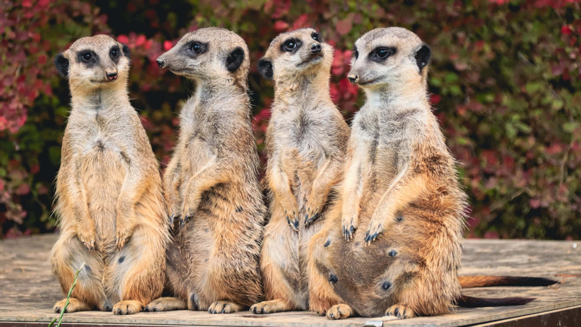 Alert Meerkats Gathering.jpg