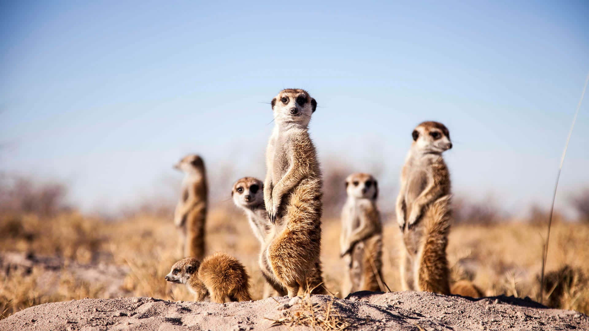 Alert Meerkats Guarding Territory.jpg Background