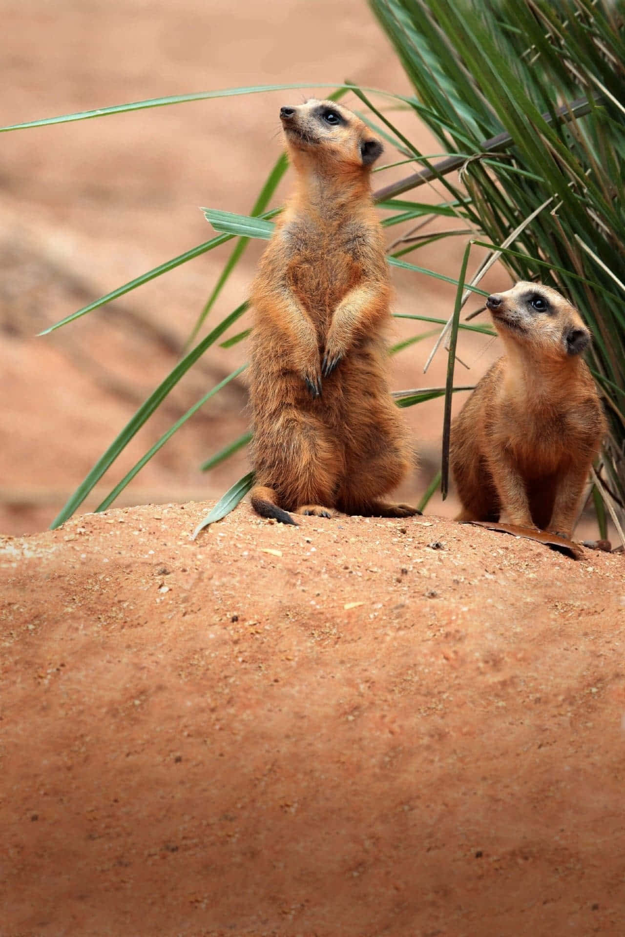 Alert Meerkats On Lookout.jpg Background