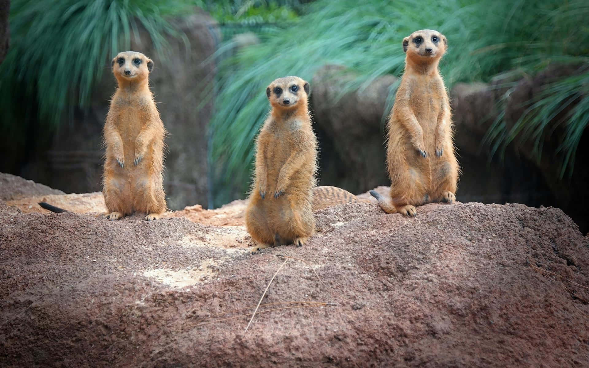 Alert Meerkats On Lookout.jpg Background