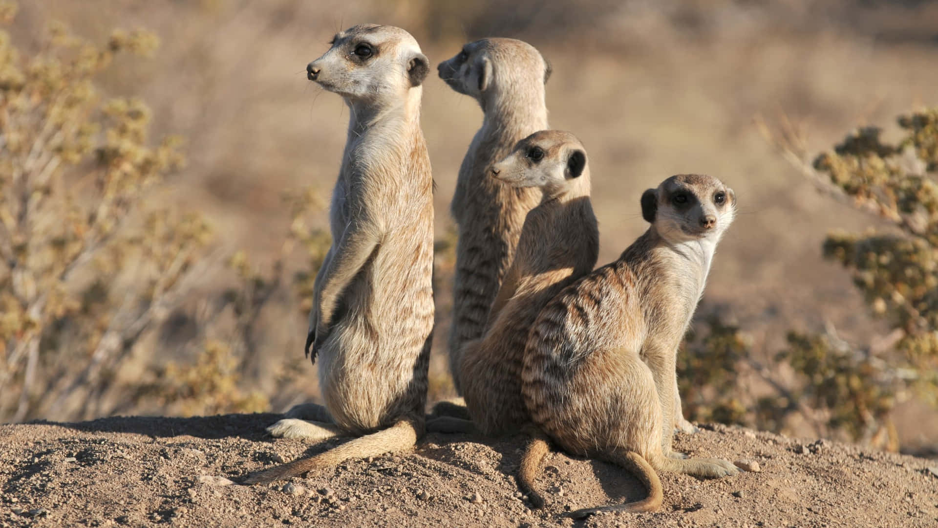 Alert Meerkats On Lookout.jpg Background