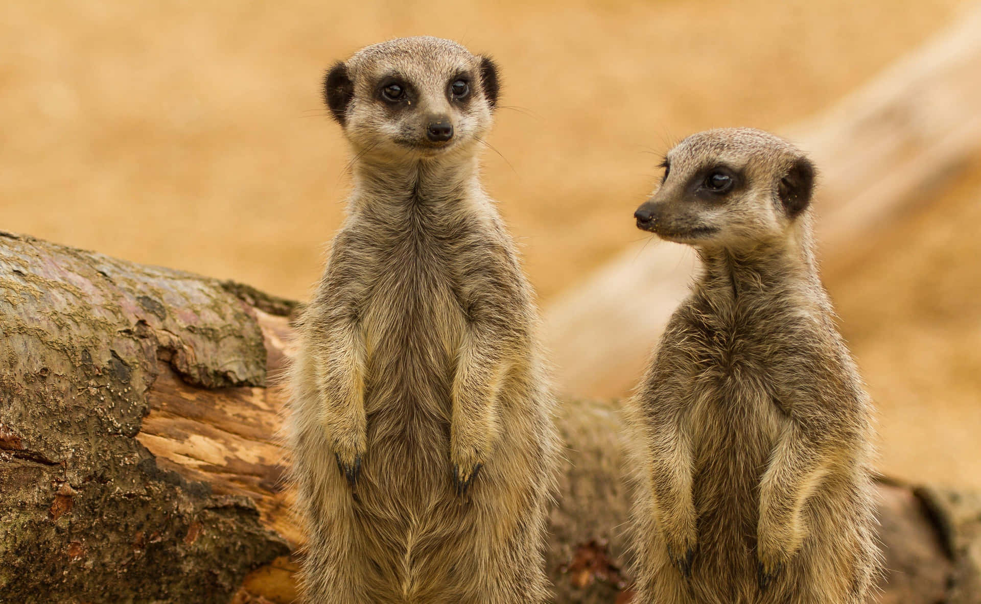 Alert Meerkats On Lookout.jpg Background