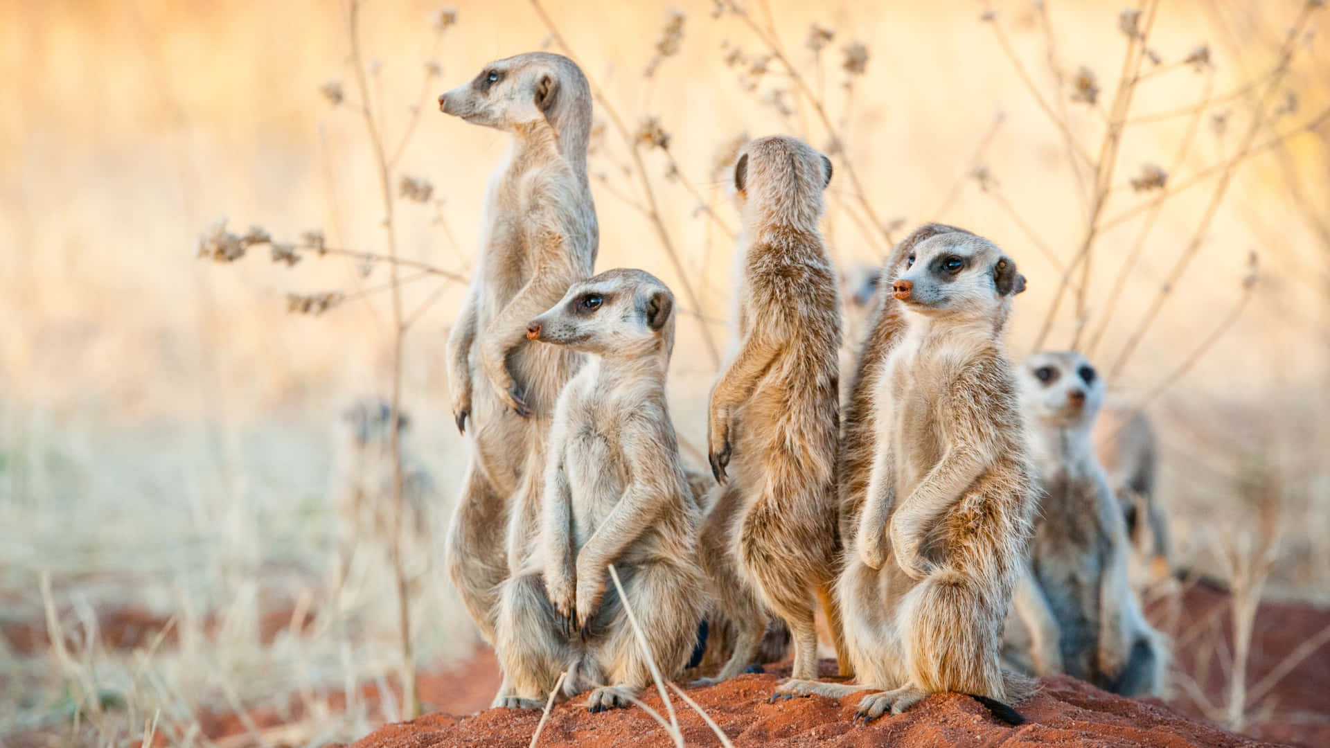 Alert Meerkats On Lookout.jpg