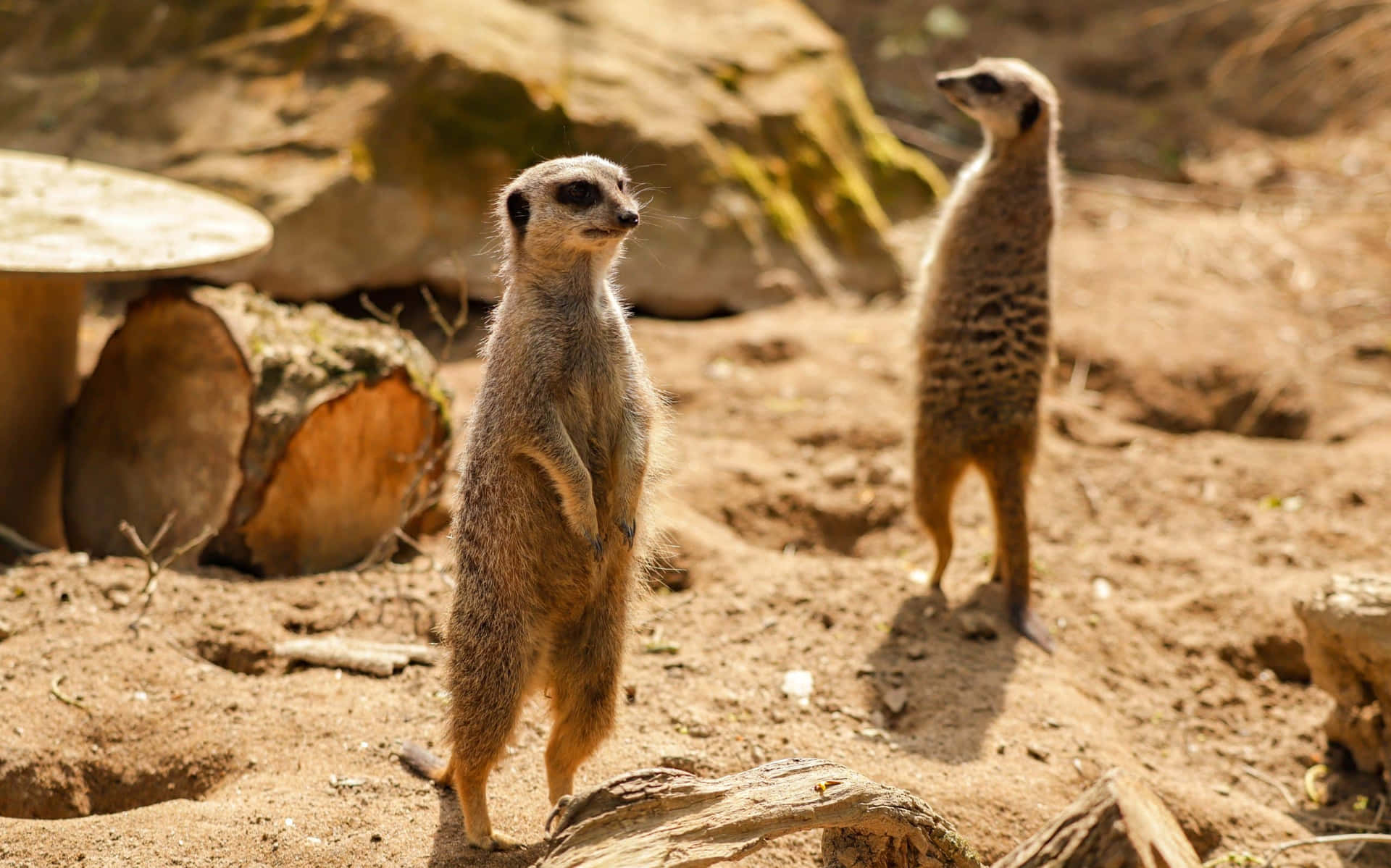 Alert Meerkats On Watch.jpg Background