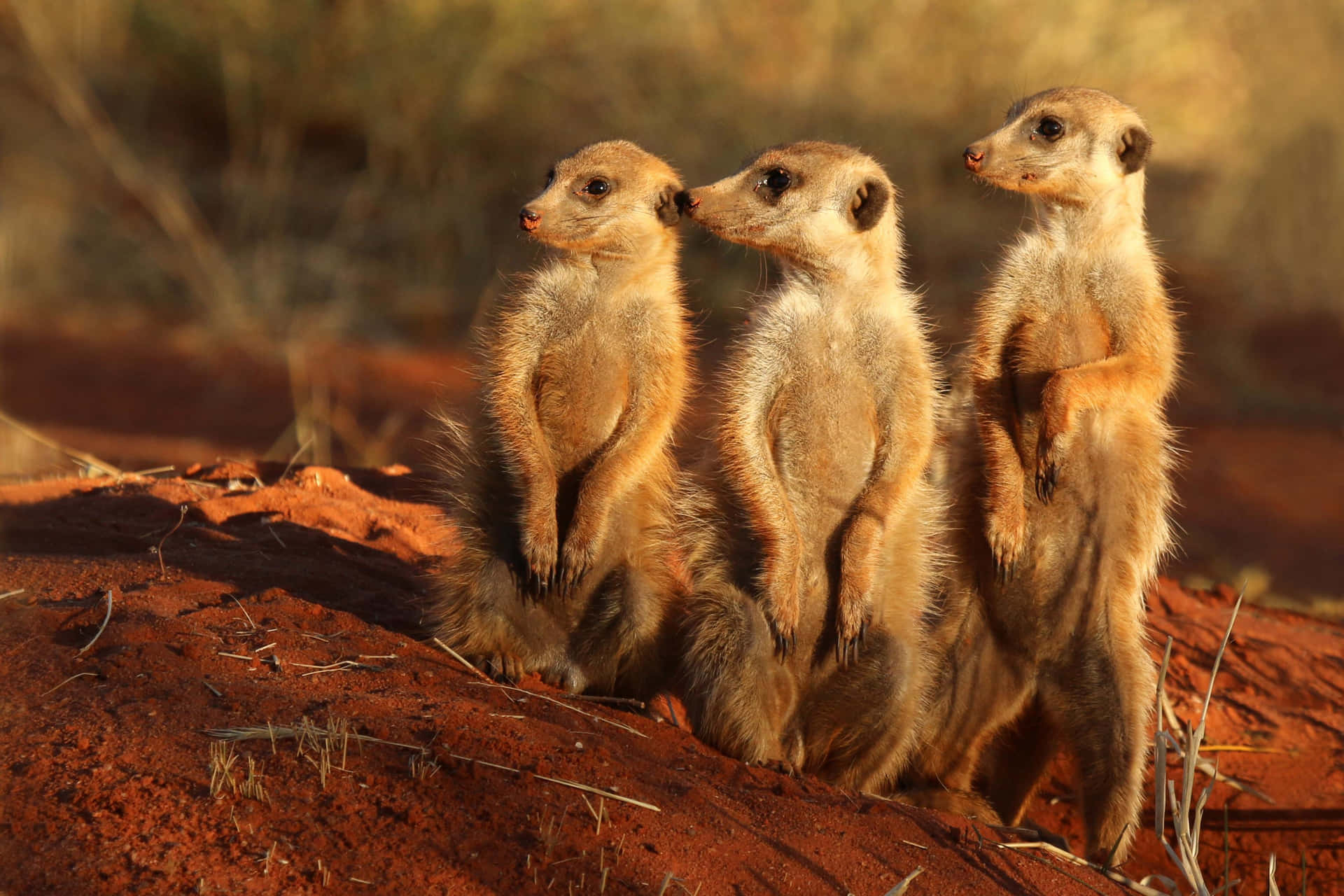 Alert Meerkats Standing Watch