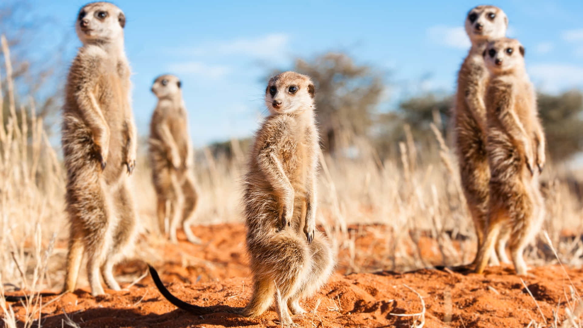 Alert Meerkatsin Habitat.jpg Background