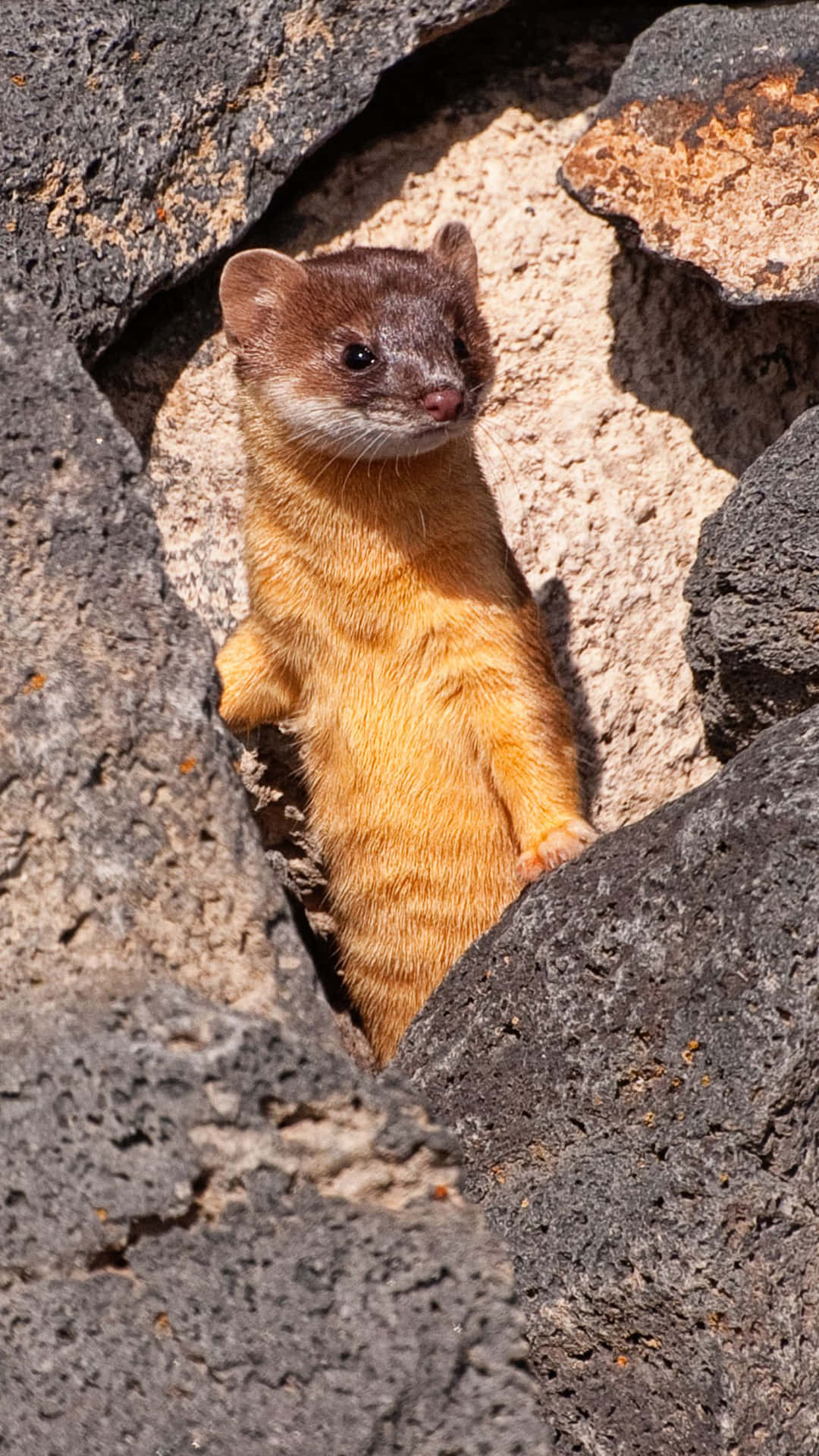 Alert Weasel Peeking Out From Rocks.jpg Background