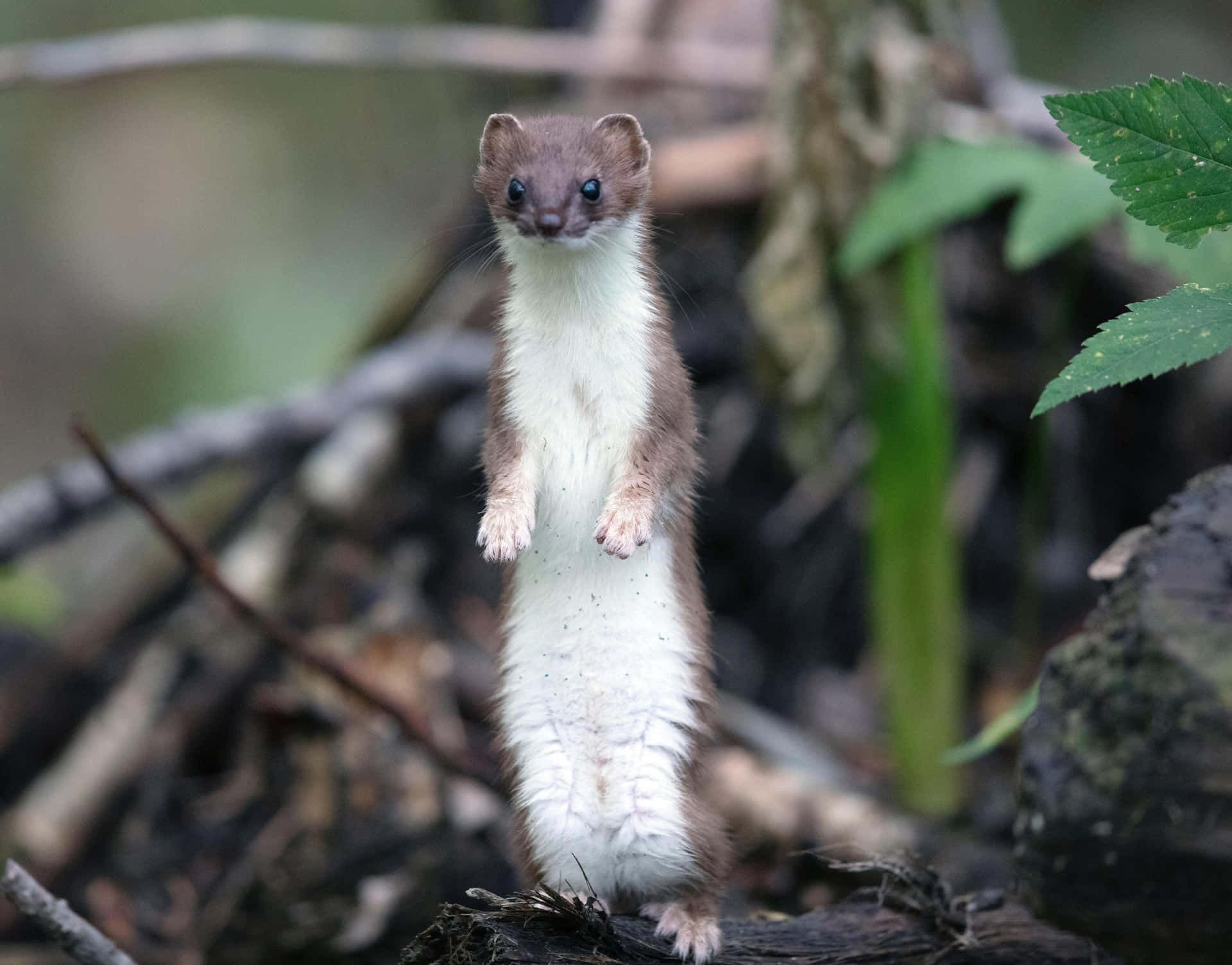 Alert Weasel Standing In Nature.jpg Background