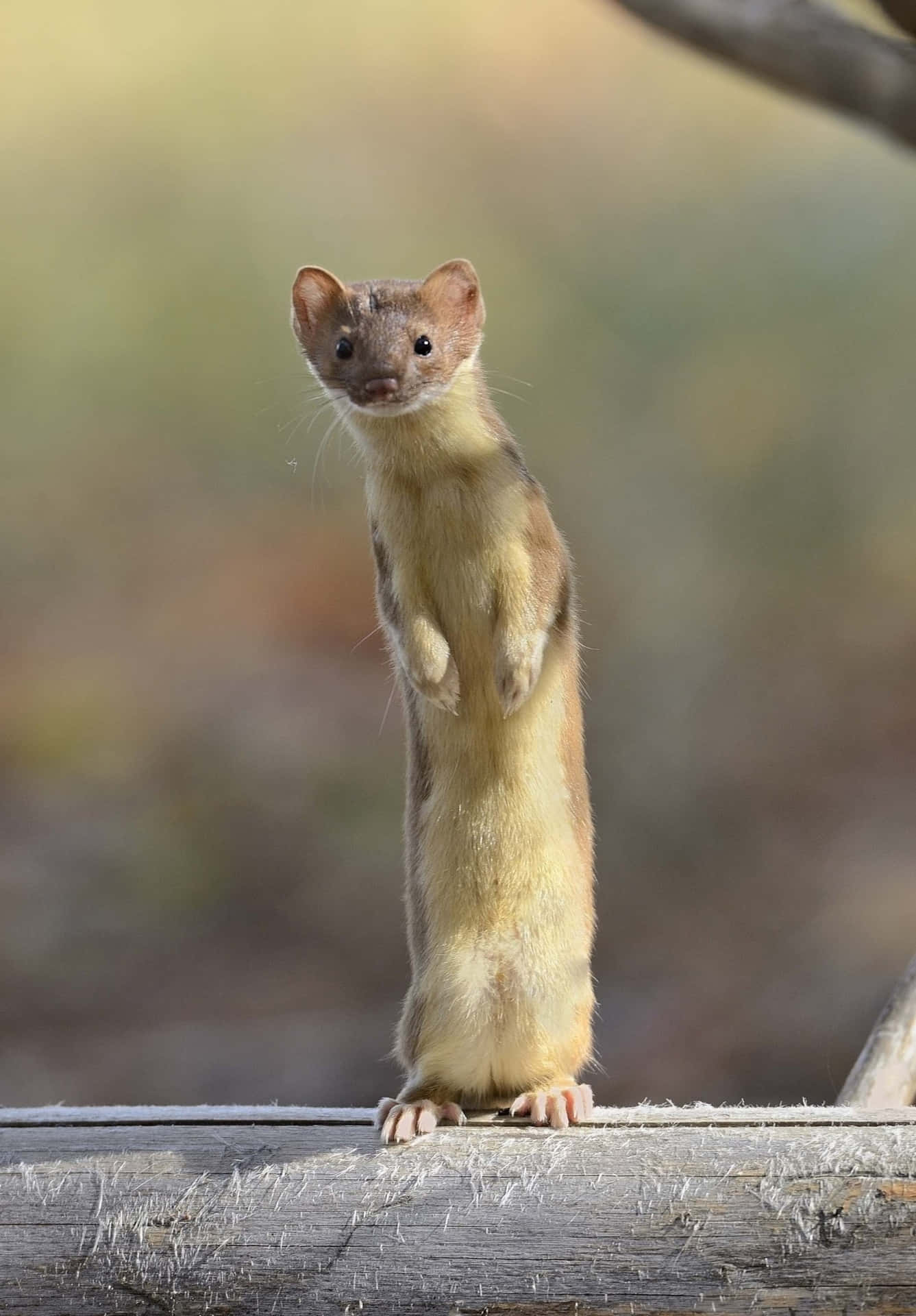 Alert Weasel Standing Background