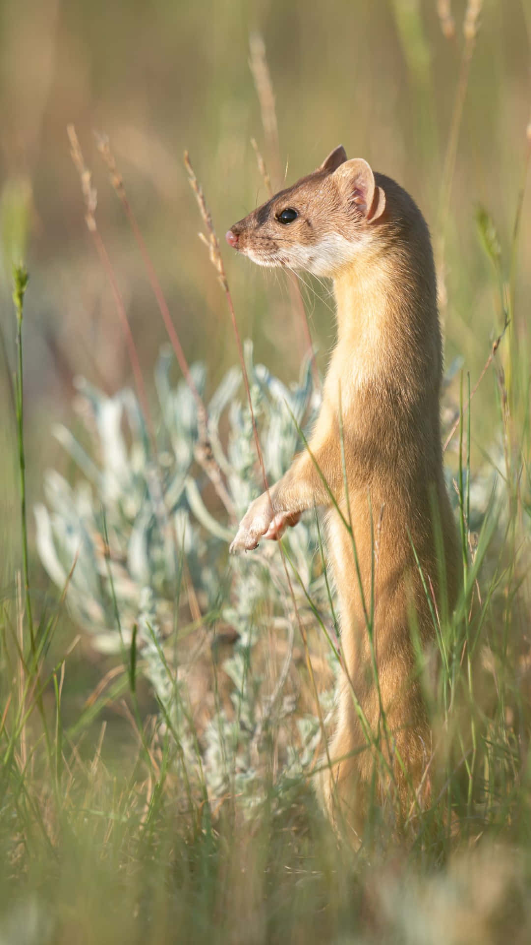 Alert Weaselin Grass.jpg Background