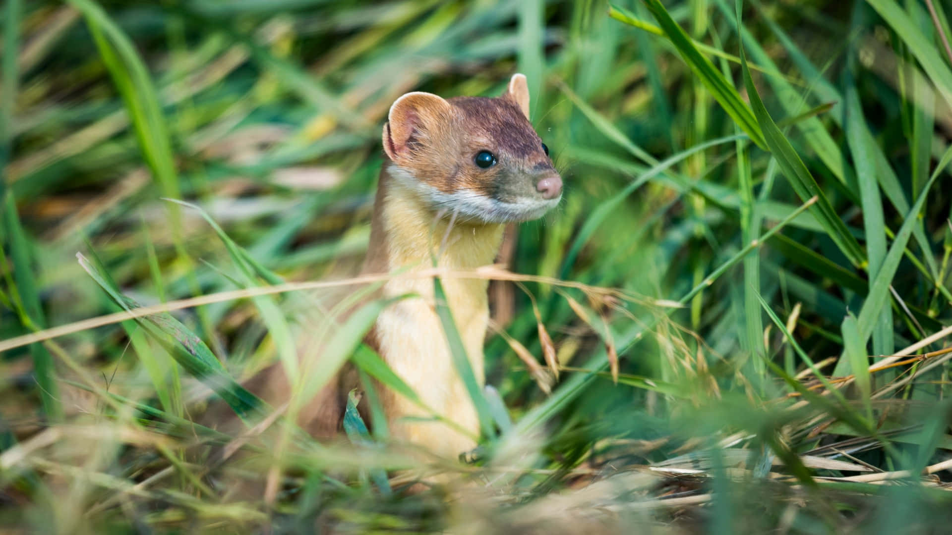 Alert Weaselin Grass.jpg Background